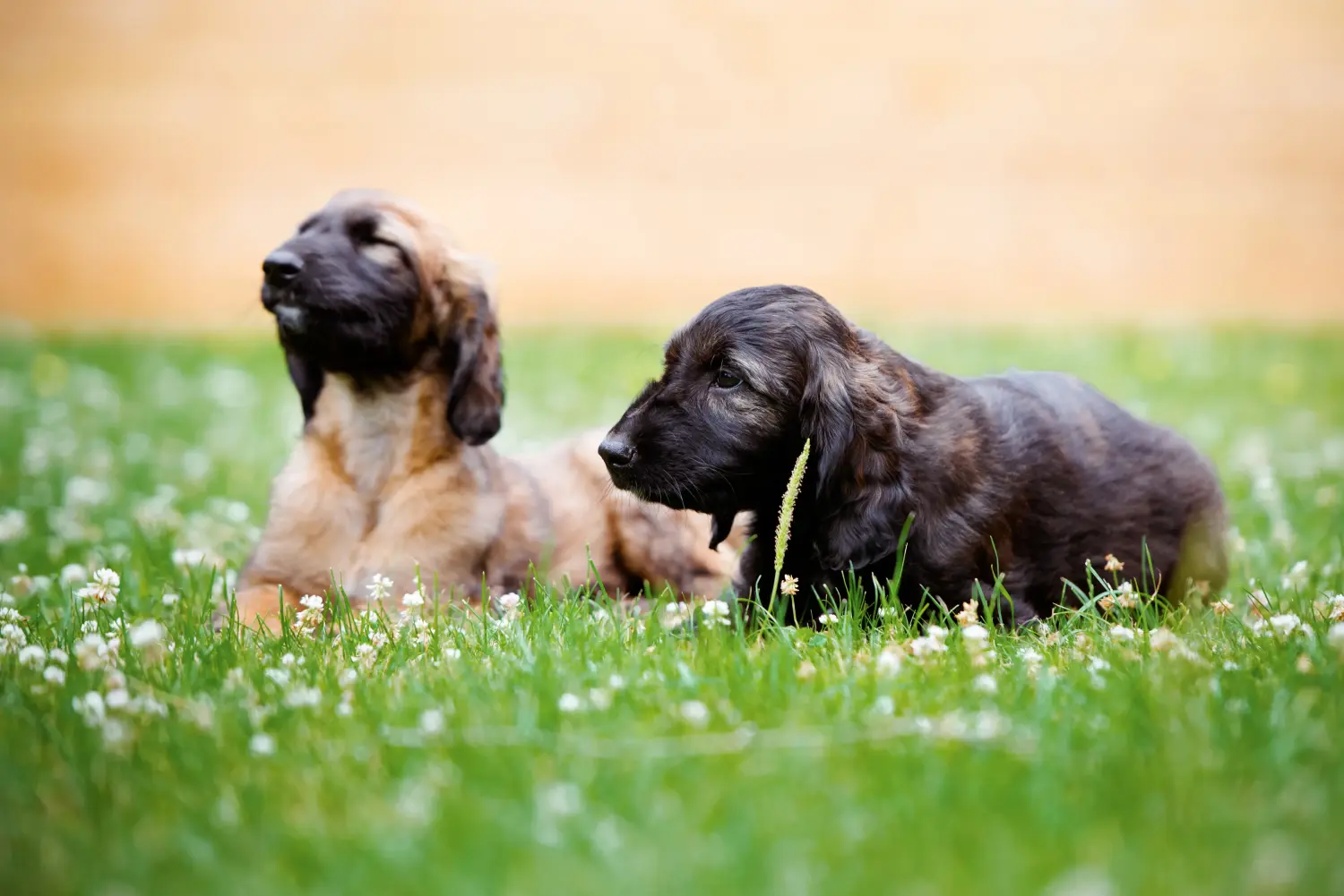 Einen Afghanischen Windhund Welpen zu kaufen, bedeutet Verantwortung zu übernehmen! Afghanischer Windhund Welpen kaufen.