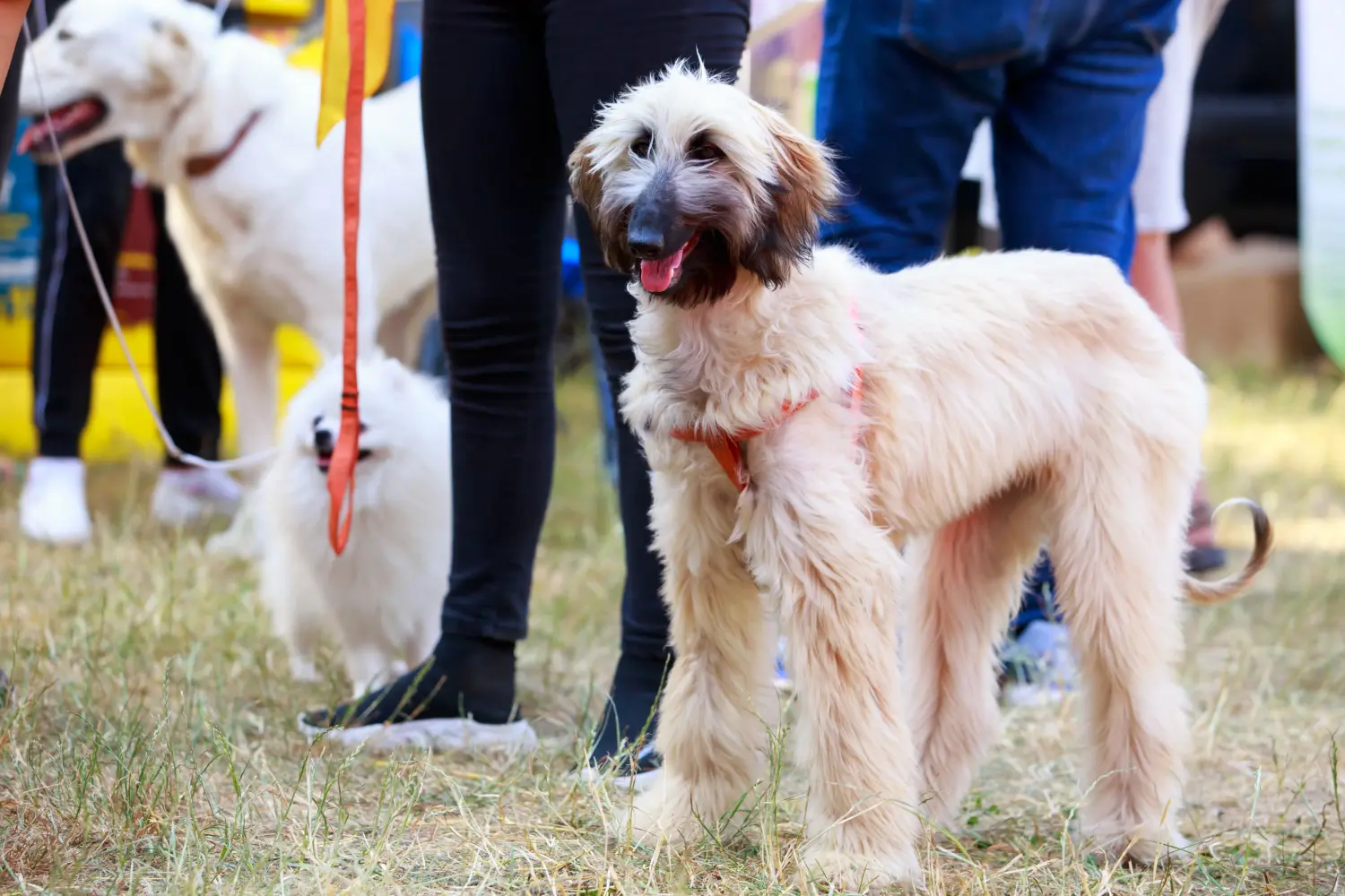 Einen Afghanischen Windhund Welpen zu kaufen, bedeutet Verantwortung zu übernehmen! Afghanischer Windhund Welpen kaufen.
