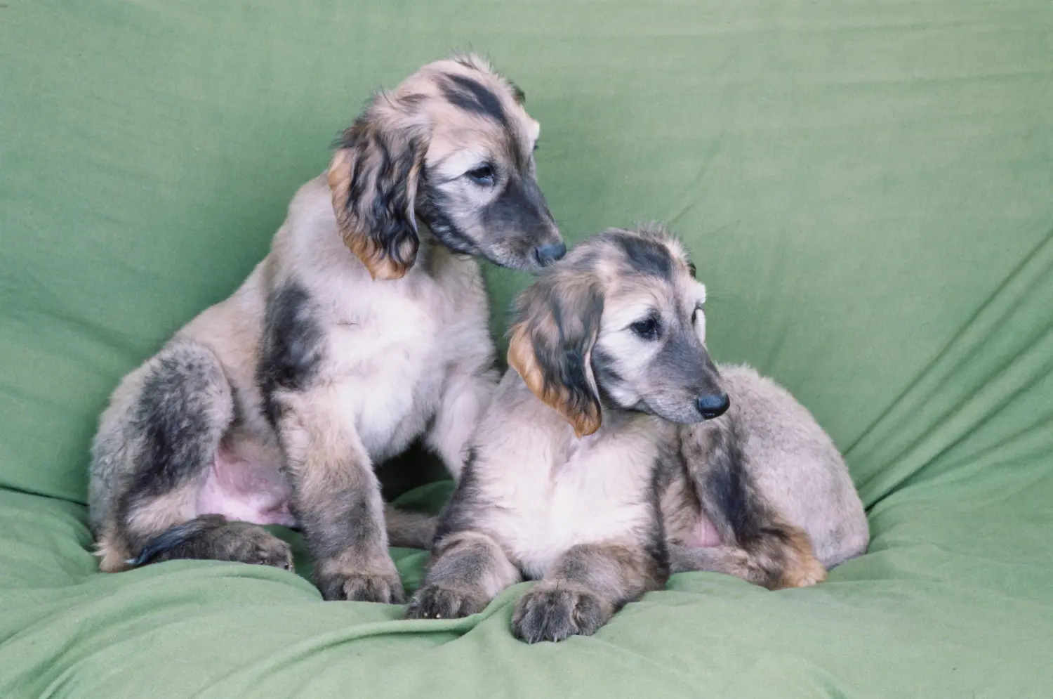 Einen Afghanischen Windhund Welpen zu kaufen, bedeutet Verantwortung zu übernehmen! Afghanischer Windhund Welpen kaufen.