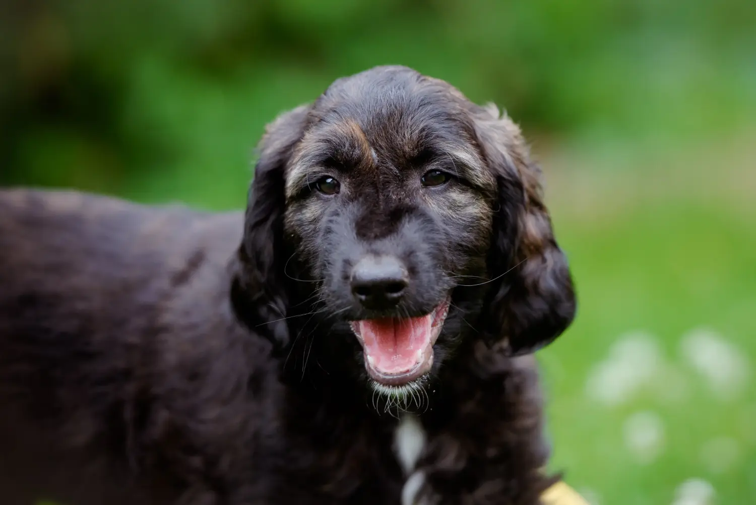 Einen Afghanischen Windhund Welpen zu kaufen, bedeutet Verantwortung zu übernehmen! Afghanischer Windhund Welpen kaufen.