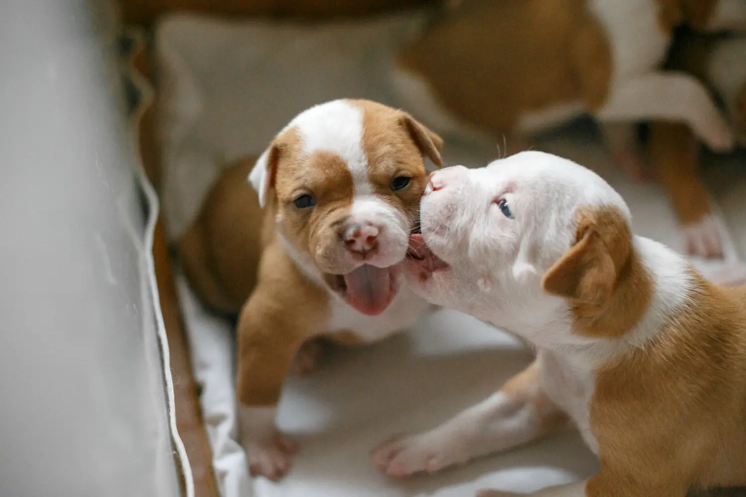 Einen American Bulldog Welpen zu kaufen, bedeutet Verantwortung zu übernehmen! American Bulldog Welpen kaufen.