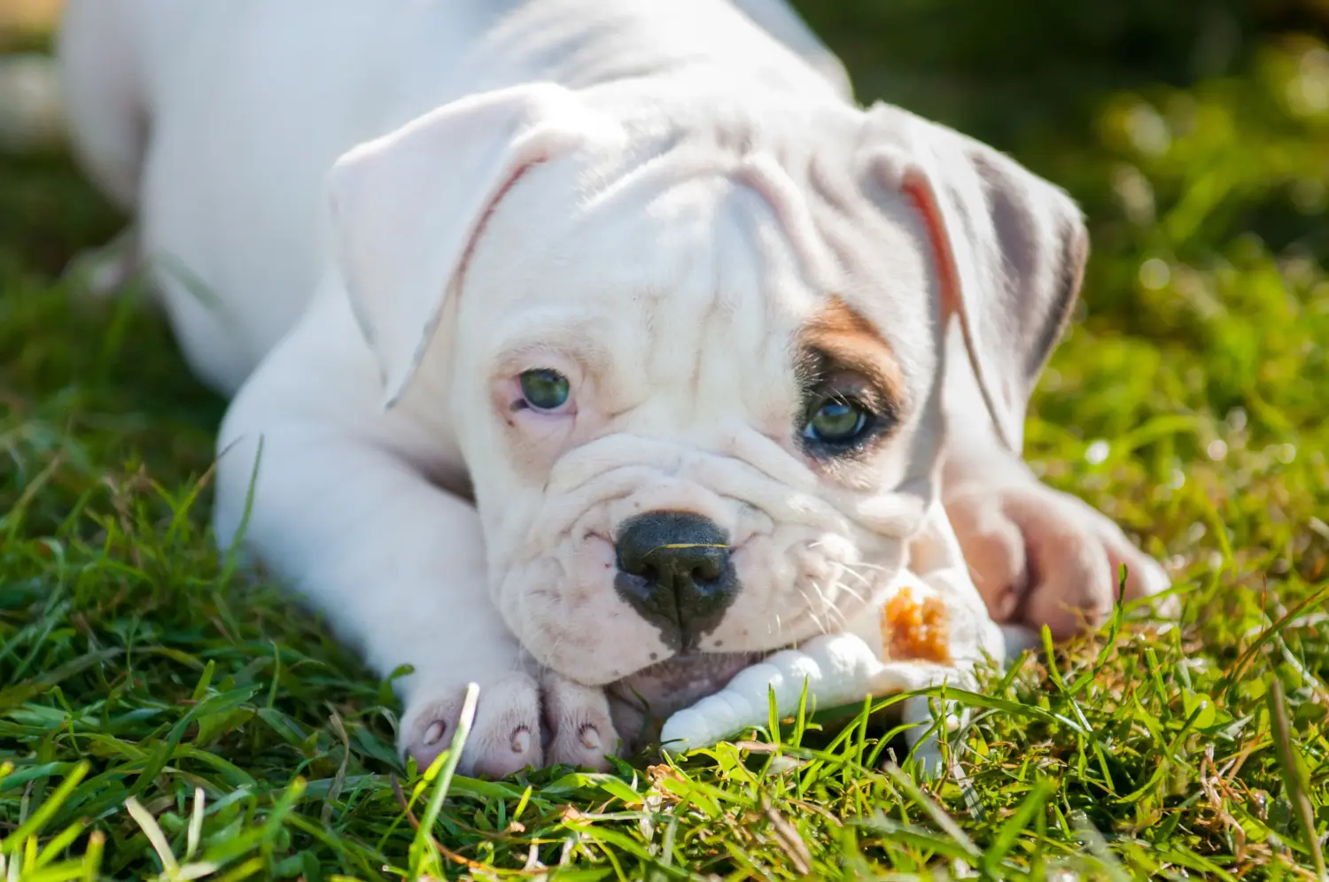 Einen American Bulldog Welpen zu kaufen, bedeutet Verantwortung zu übernehmen! American Bulldog Welpen kaufen.