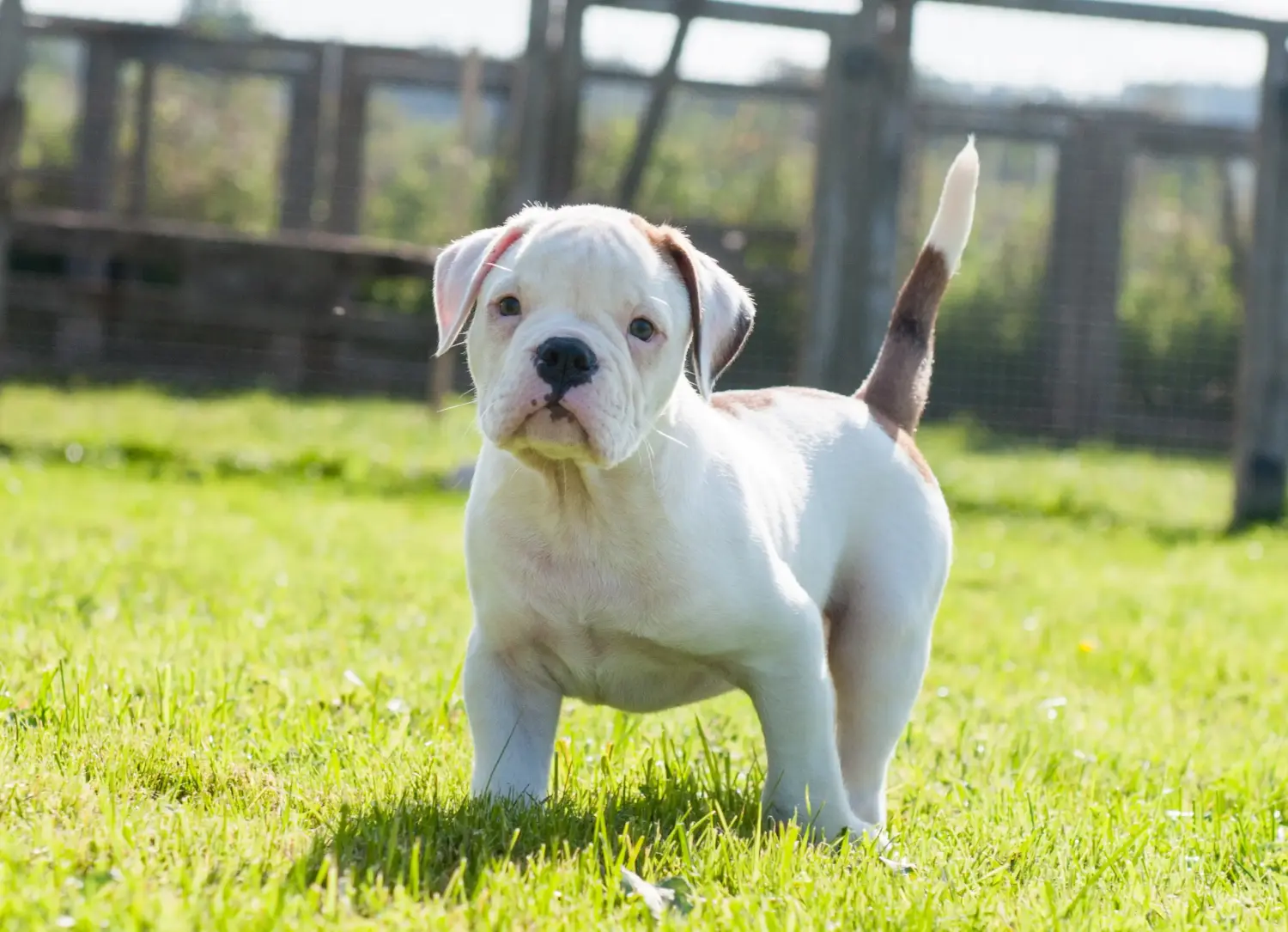 Einen American Bulldog Welpen zu kaufen, bedeutet Verantwortung zu übernehmen! American Bulldog Welpen kaufen.