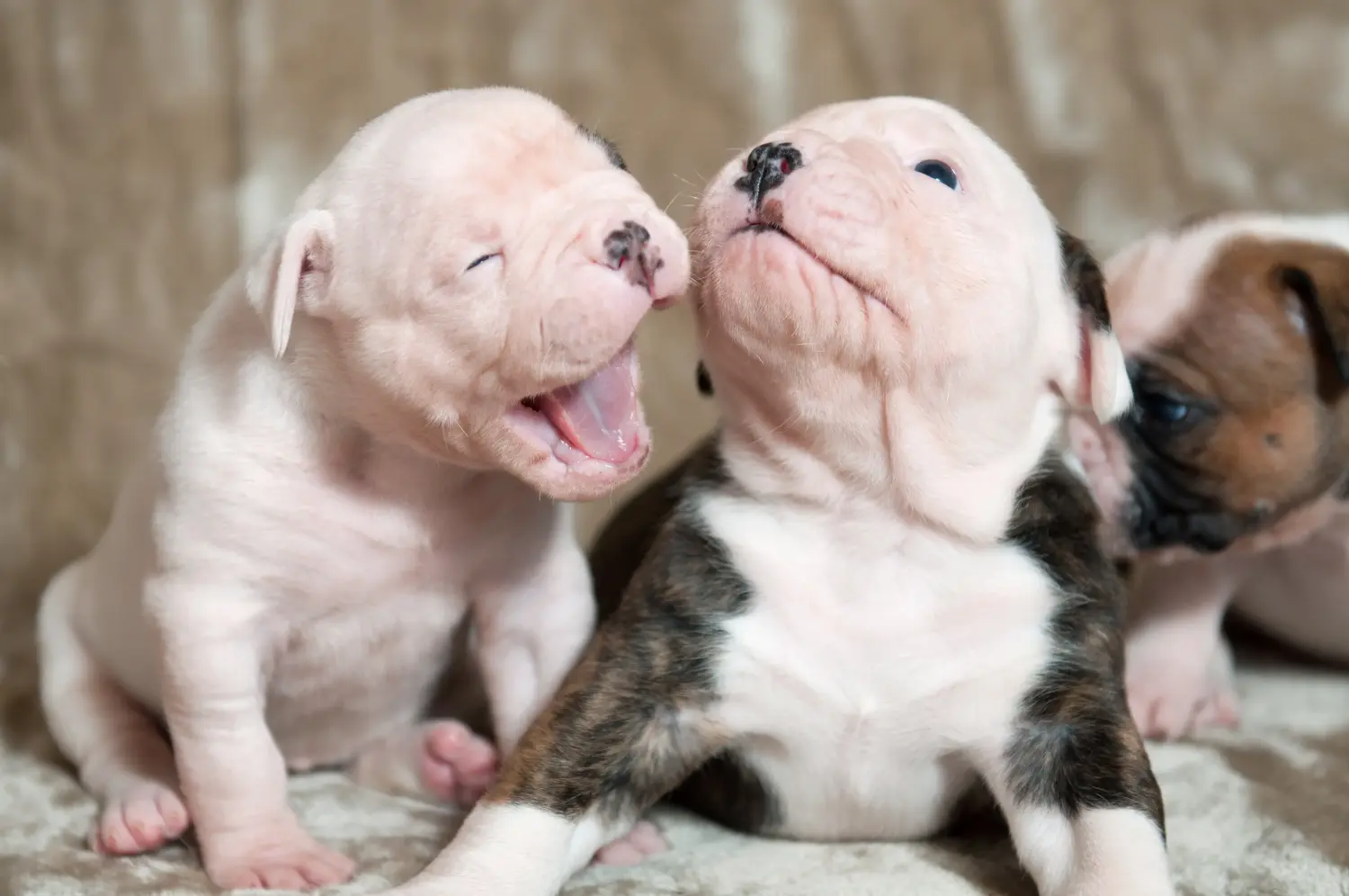 Einen American Bulldog Welpen zu kaufen, bedeutet Verantwortung zu übernehmen! American Bulldog Welpen kaufen.