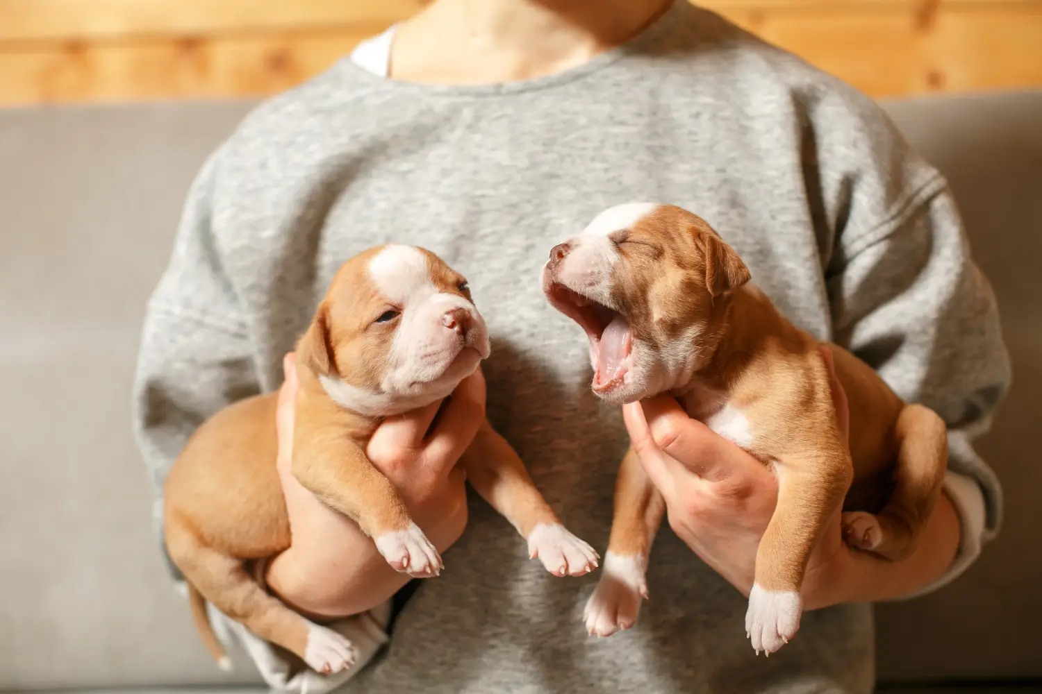 Einen American Bulldog Welpen zu kaufen, bedeutet Verantwortung zu übernehmen! American Bulldog Welpen kaufen.