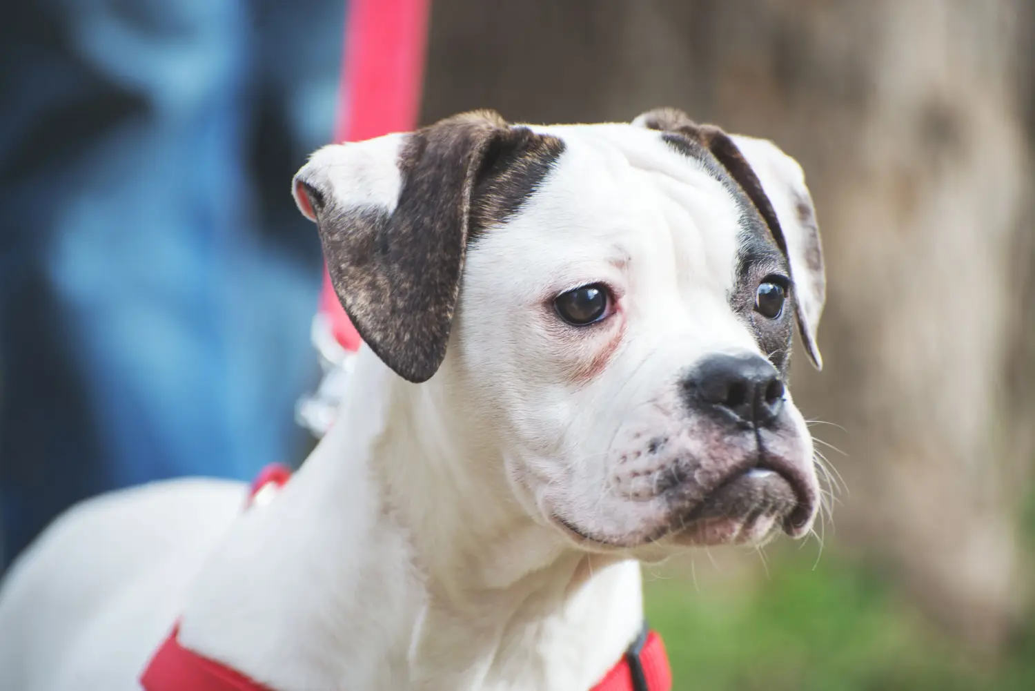Einen American Bulldog Welpen zu kaufen, bedeutet Verantwortung zu übernehmen! American Bulldog Welpen kaufen.