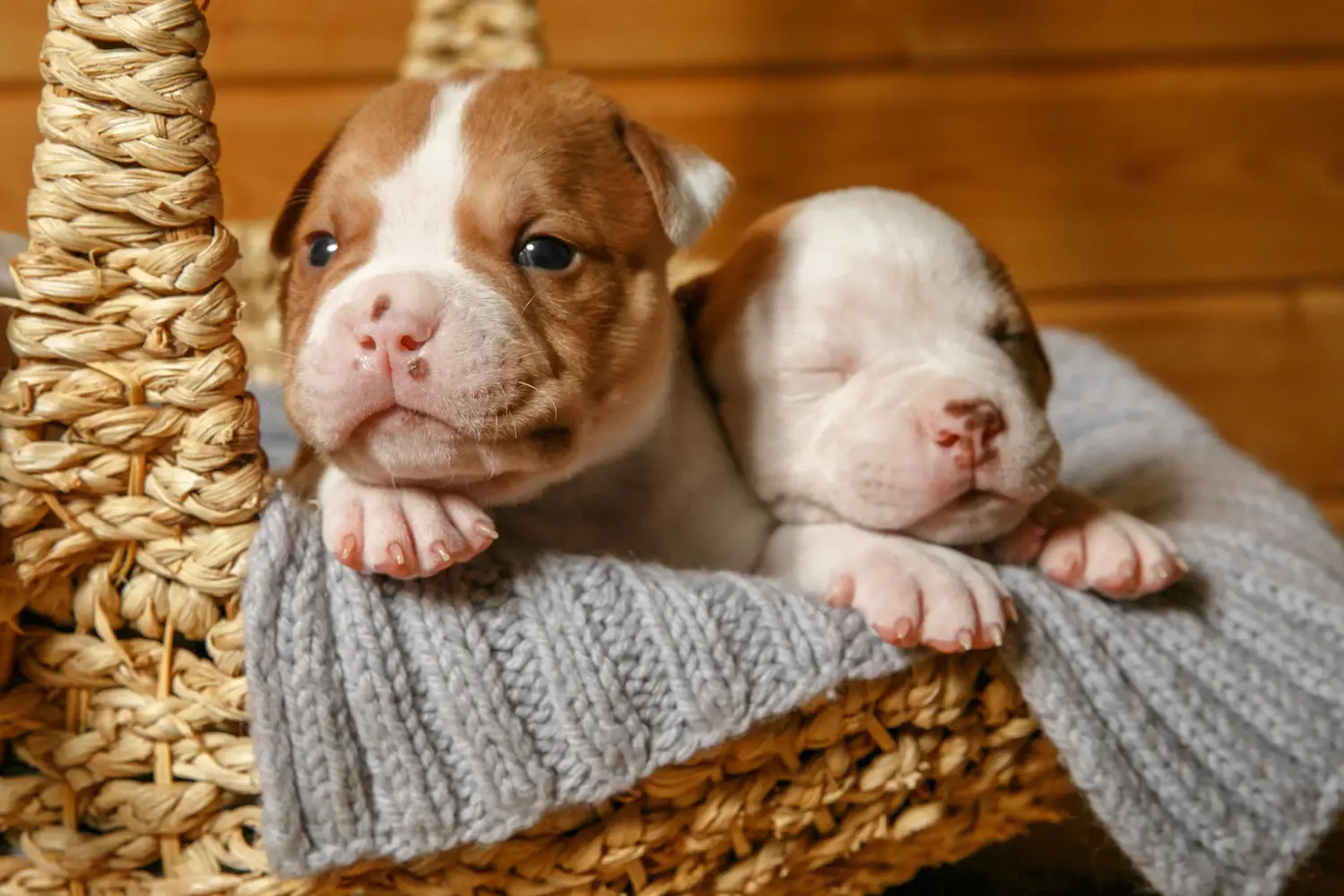 Einen American Bulldog Welpen zu kaufen, bedeutet Verantwortung zu übernehmen! American Bulldog Welpen kaufen.