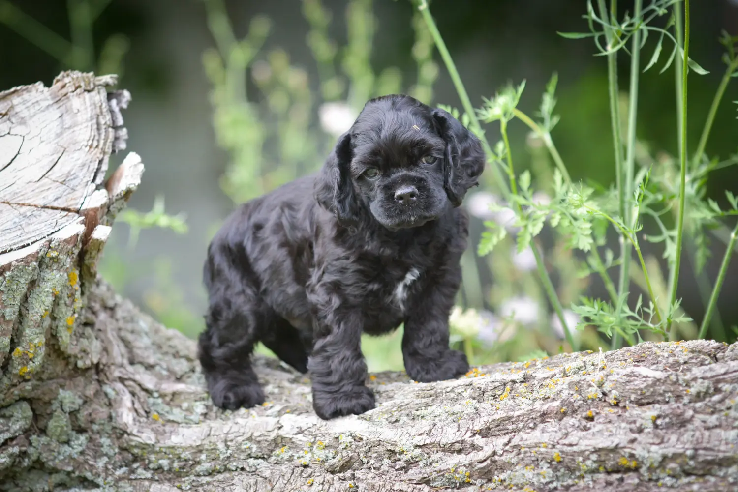 Einen American Water Spaniel Welpen zu kaufen, bedeutet Verantwortung zu übernehmen! American Cocker Spaniel Welpen kaufen.