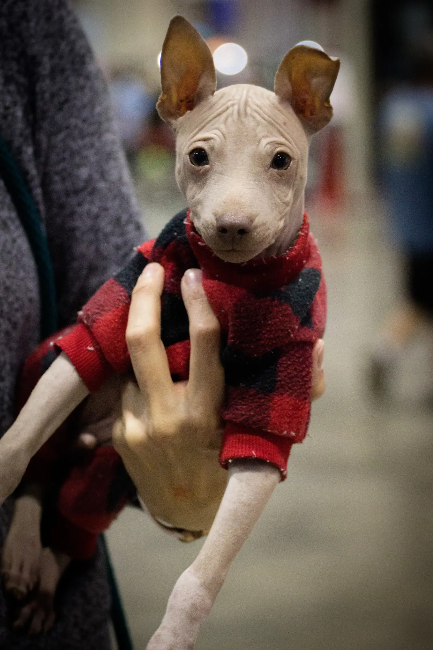Einen American Hairless Terrier Welpen zu kaufen, bedeutet Verantwortung zu übernehmen! American Hairless Terrier Welpen kaufen.