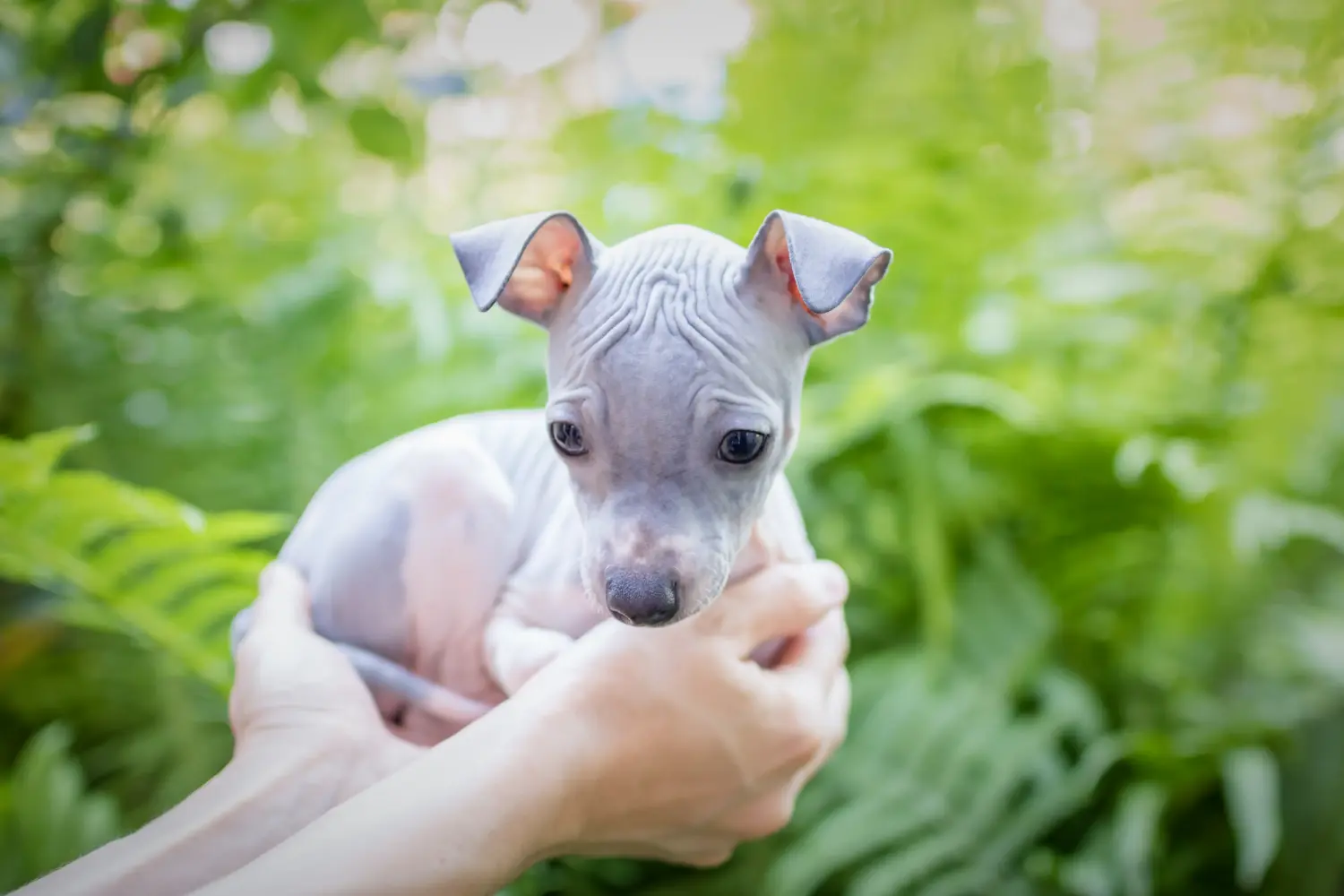 Einen American Hairless Terrier Welpen zu kaufen, bedeutet Verantwortung zu übernehmen! American Hairless Terrier Welpen kaufen.