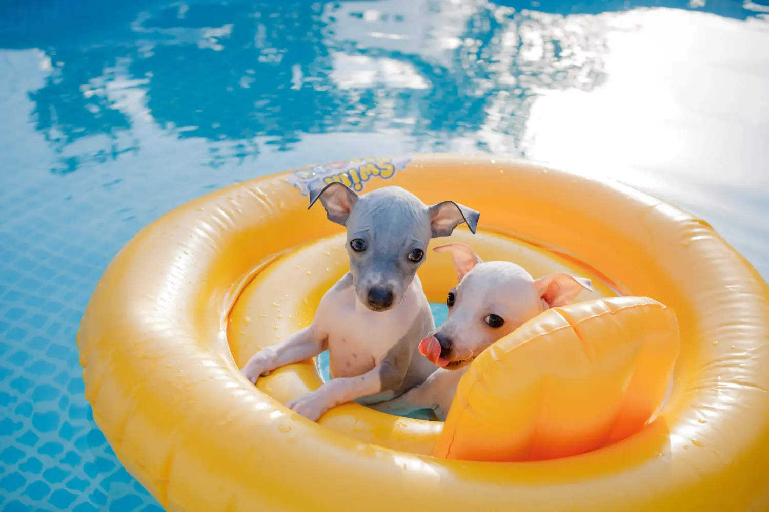 Einen American Hairless Terrier Welpen zu kaufen, bedeutet Verantwortung zu übernehmen! American Hairless Terrier Welpen kaufen.