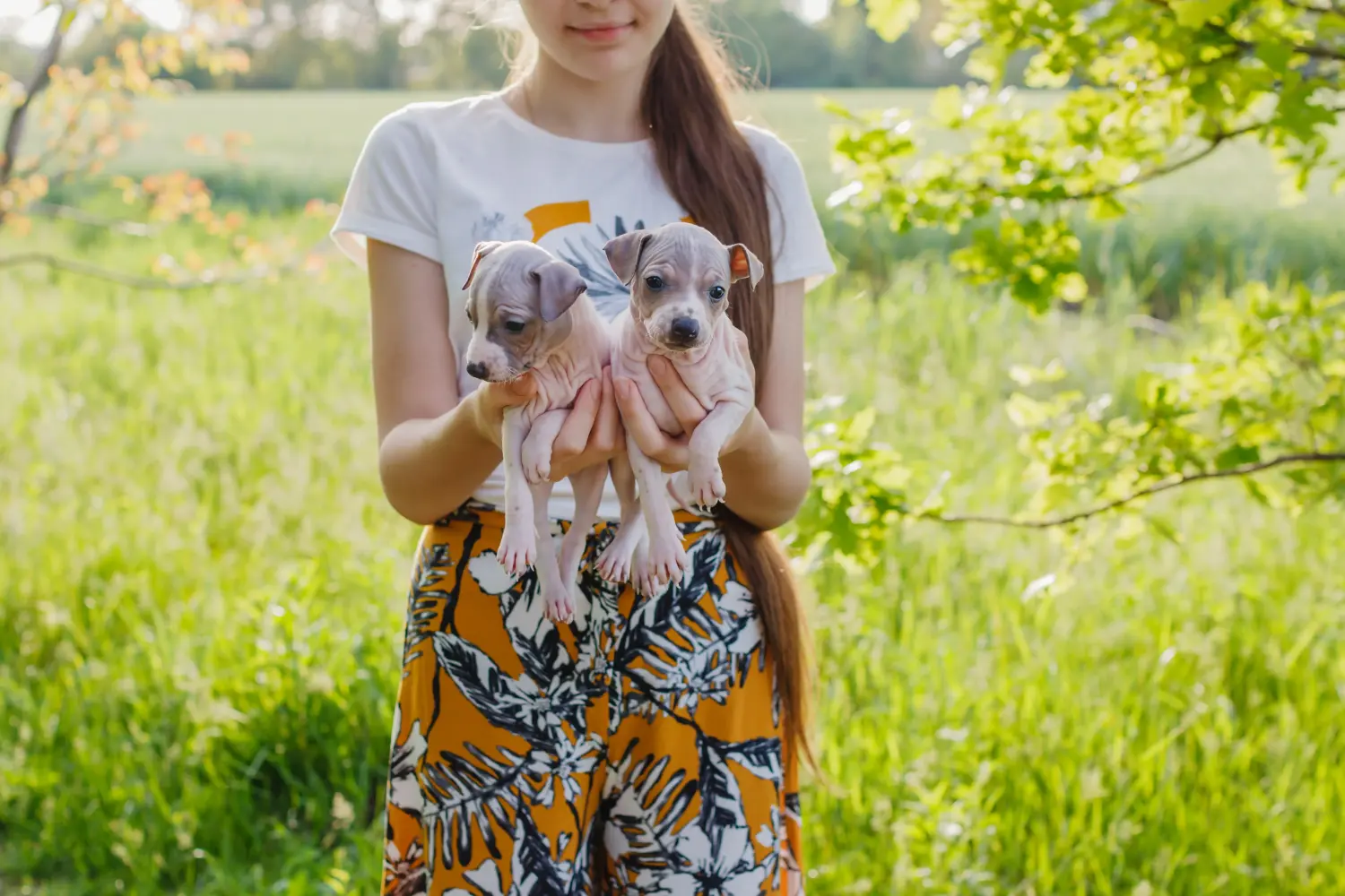 Einen American Hairless Terrier Welpen zu kaufen, bedeutet Verantwortung zu übernehmen! American Hairless Terrier Welpen kaufen.