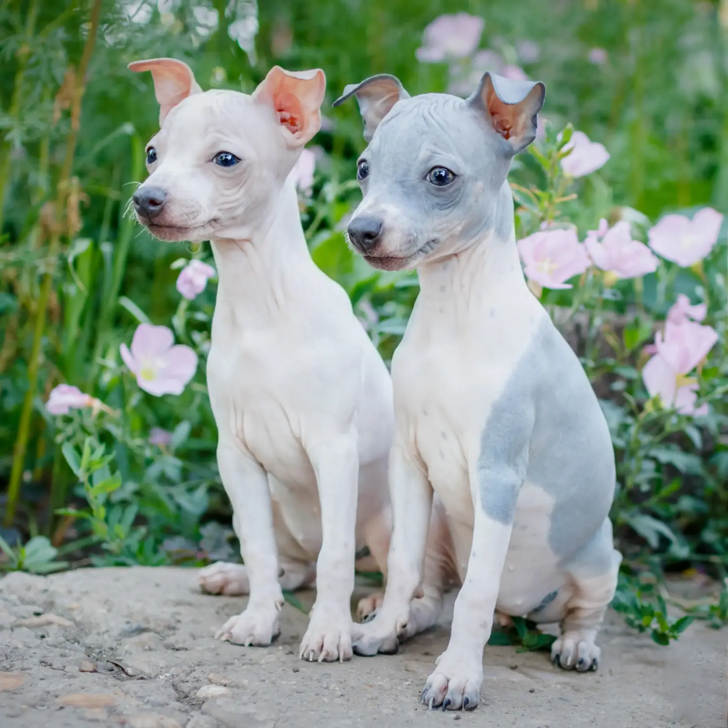 Einen American Hairless Terrier Welpen zu kaufen, bedeutet Verantwortung zu übernehmen! American Hairless Terrier Welpen kaufen.