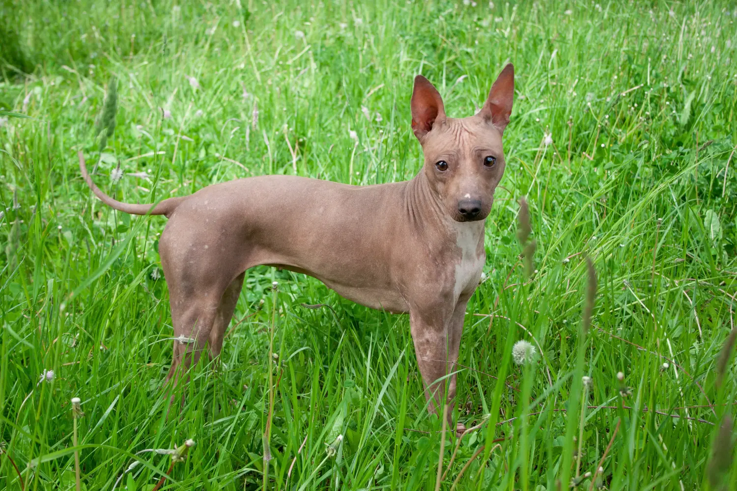 Einen American Hairless Terrier Welpen zu kaufen, bedeutet Verantwortung zu übernehmen! American Hairless Terrier Welpen kaufen.