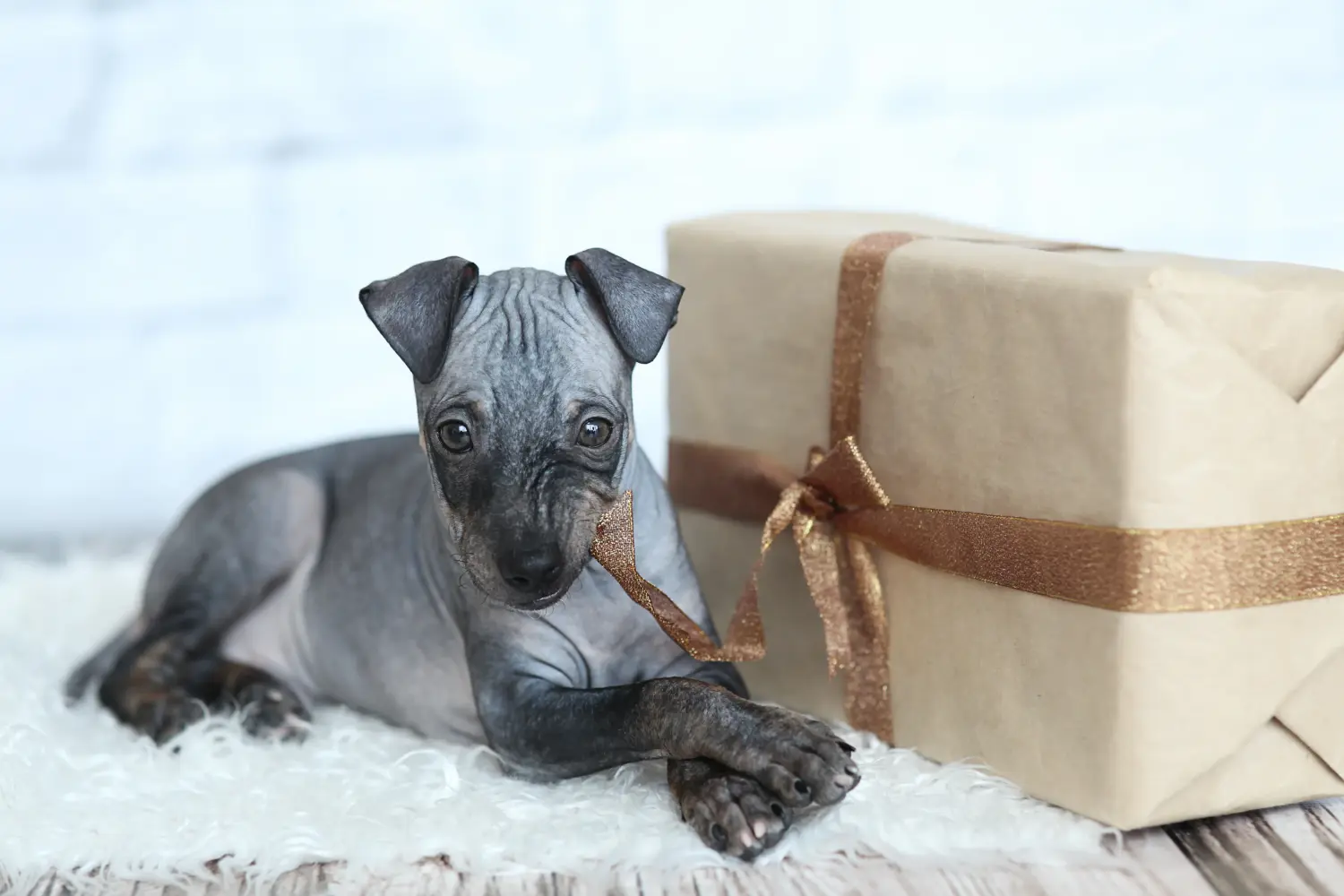 Einen American Hairless Terrier Welpen zu kaufen, bedeutet Verantwortung zu übernehmen! American Hairless Terrier Welpen kaufen.