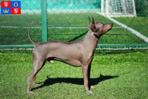 Mehr über den Artikel erfahren American Hairless Terrier Züchter und Welpen in Hradec Králové