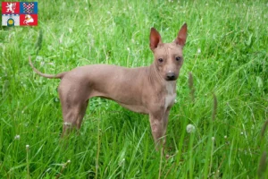 Mehr über den Artikel erfahren American Hairless Terrier Züchter und Welpen in Pardubice
