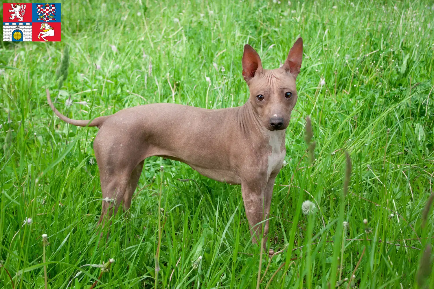 American Hairless Terrier Welpen und Züchter Pardubice Hier findest Du American Hairless Terrier Züchter in Pardubice.
