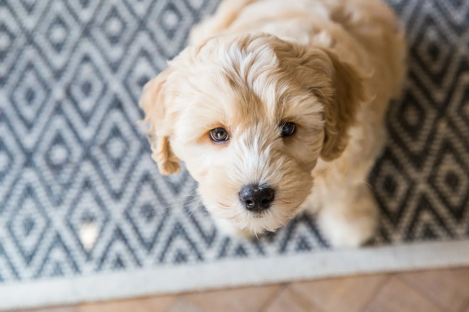 Einen Australian Labradoodle Welpen zu kaufen, bedeutet Verantwortung zu übernehmen! Australian Labradoodle Welpen kaufen.
