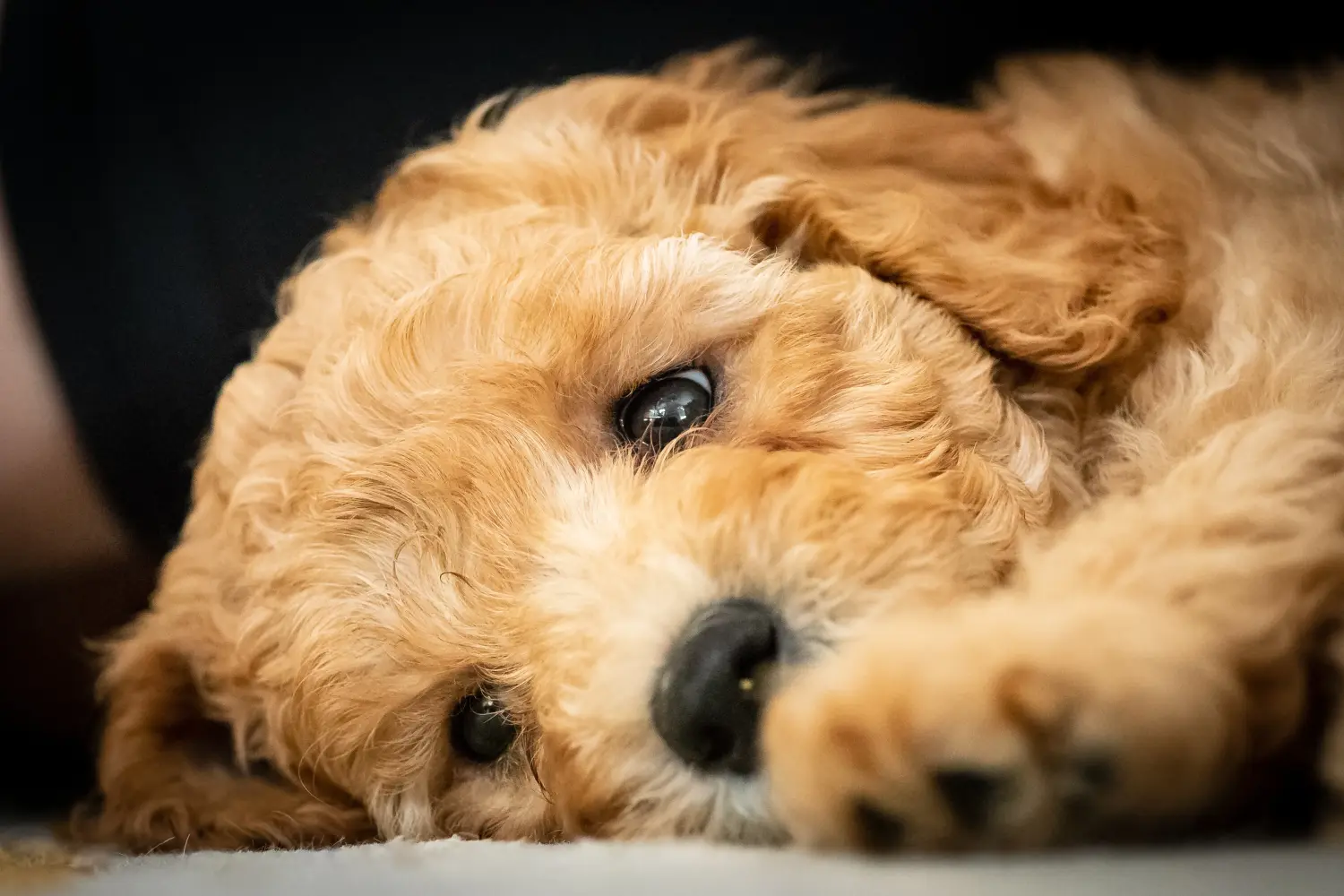 Einen Australian Labradoodle Welpen zu kaufen, bedeutet Verantwortung zu übernehmen! Australian Labradoodle Welpen kaufen.