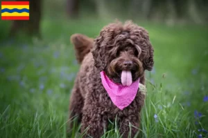 Mehr über den Artikel erfahren Australian Labradoodle Züchter und Welpen in Overijssel