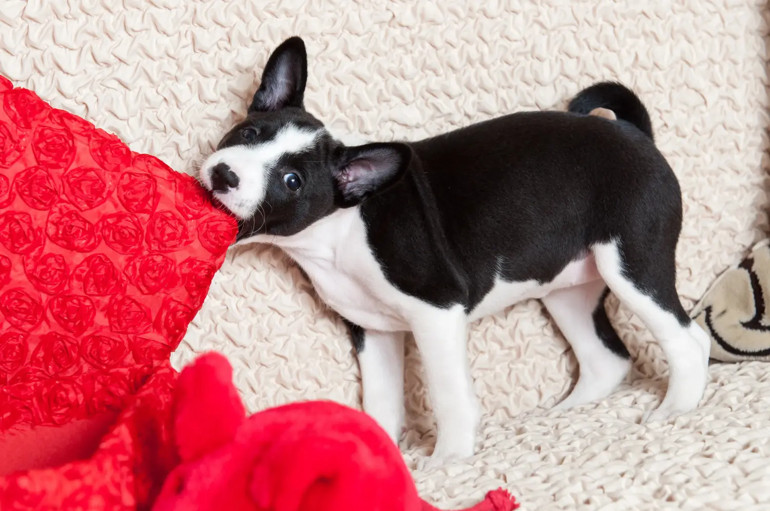 Einen Basenji Welpen zu kaufen, bedeutet Verantwortung zu übernehmen! Basenji Welpen kaufen.