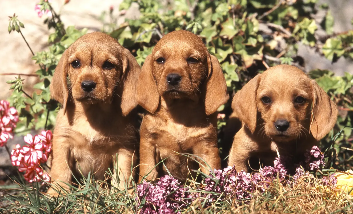 Einen Basset fauve de Bretagne Welpen zu kaufen, bedeutet Verantwortung zu übernehmen! Basset fauve de Bretagne Welpen kaufen.