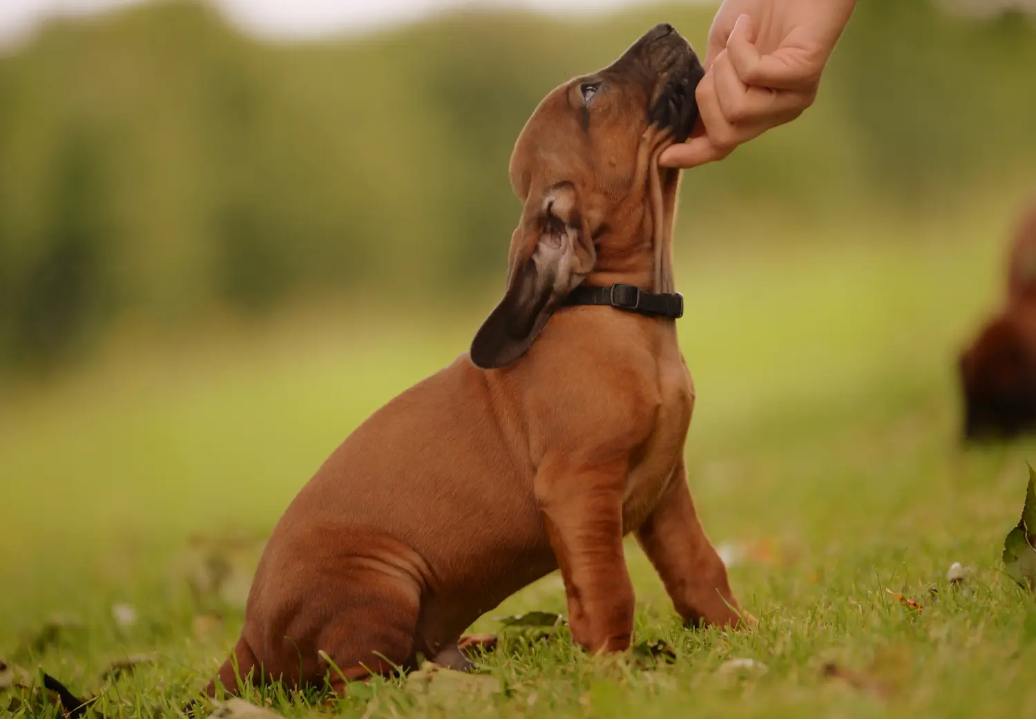 Einen Bayerischen Gebirgsschweißhund Welpen zu kaufen, bedeutet Verantwortung zu übernehmen! Bayerischer Gebirgsschweißhund Welpen kaufen.