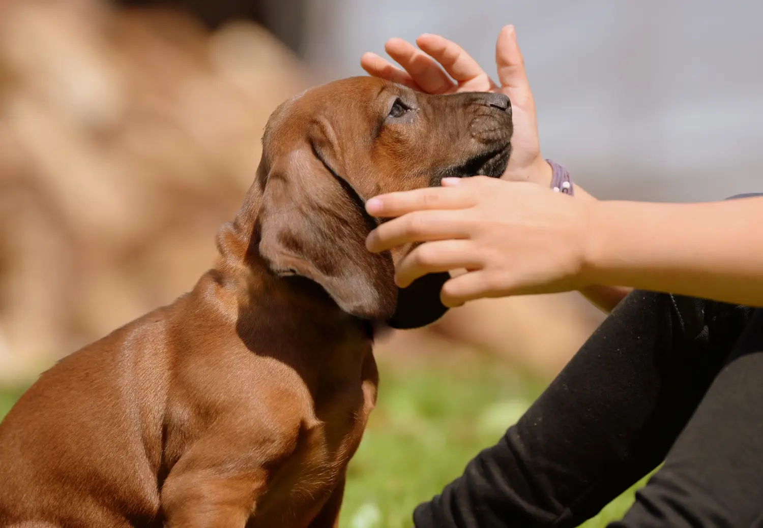 Einen Bayerischen Gebirgsschweißhund Welpen zu kaufen, bedeutet Verantwortung zu übernehmen! Bayerischer Gebirgsschweißhund Welpen kaufen.