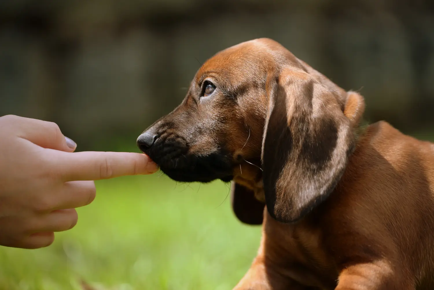 Einen Bayerischen Gebirgsschweißhund Welpen zu kaufen, bedeutet Verantwortung zu übernehmen! Bayerischer Gebirgsschweißhund Welpen kaufen.