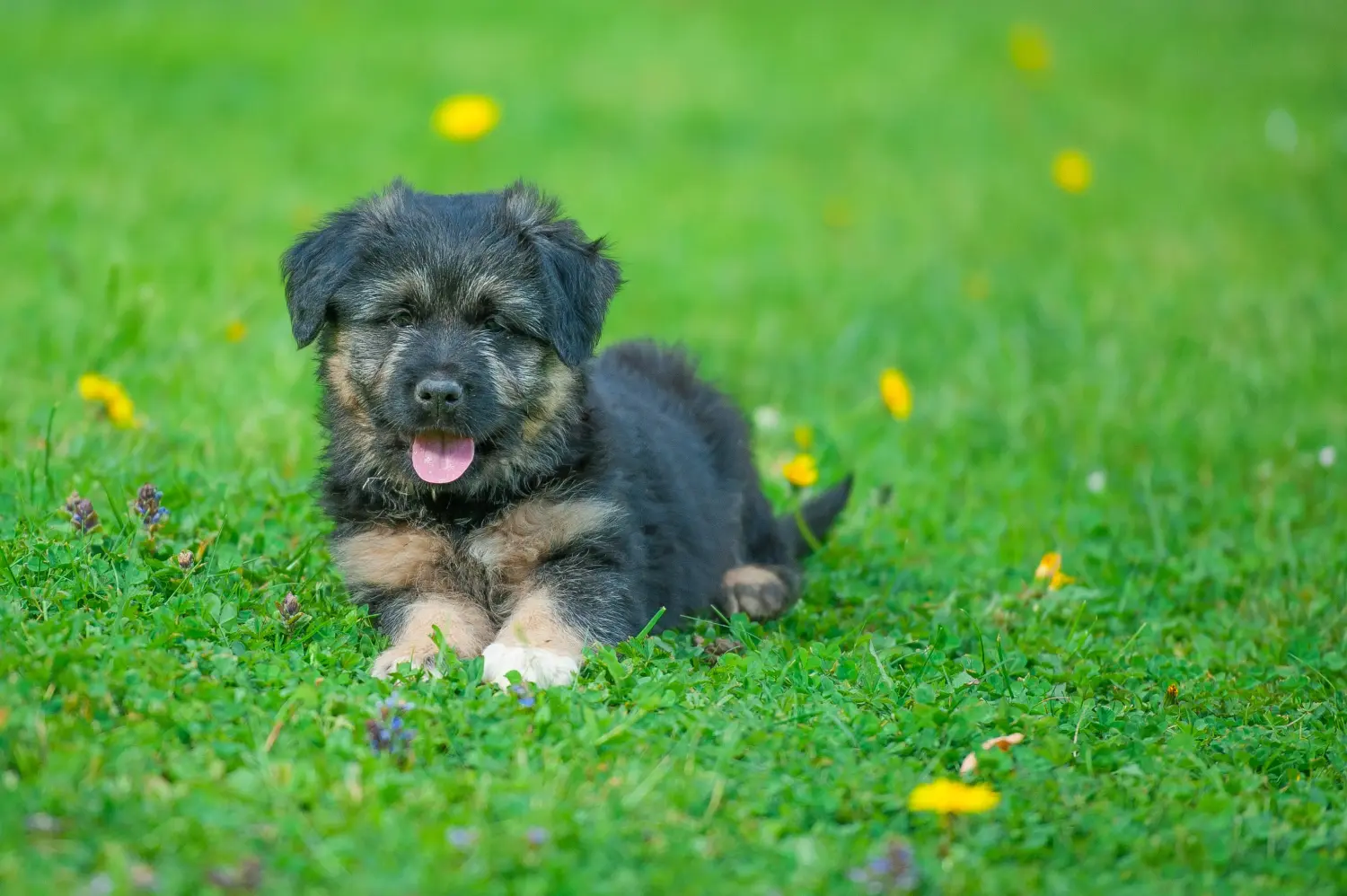 Einen Bergamasker Hirtenhund Welpen zu kaufen, bedeutet Verantwortung zu übernehmen! Bergamasker Hirtenhund Welpen kaufen.
