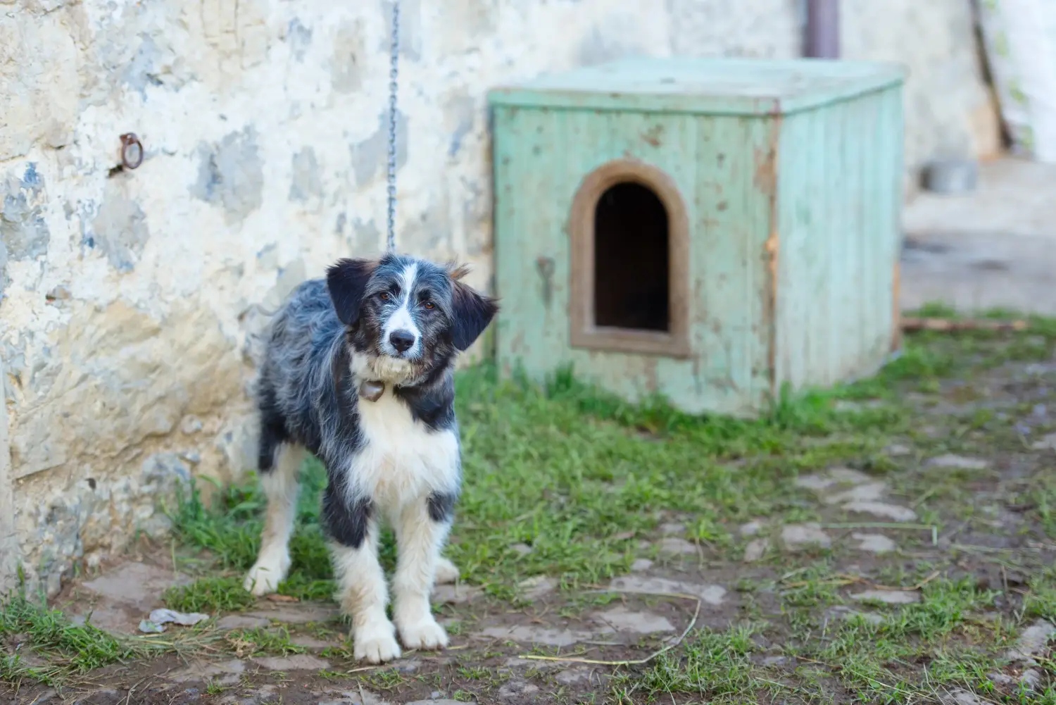 Einen Bergamasker Hirtenhund Welpen zu kaufen, bedeutet Verantwortung zu übernehmen! Bergamasker Hirtenhund Welpen kaufen.