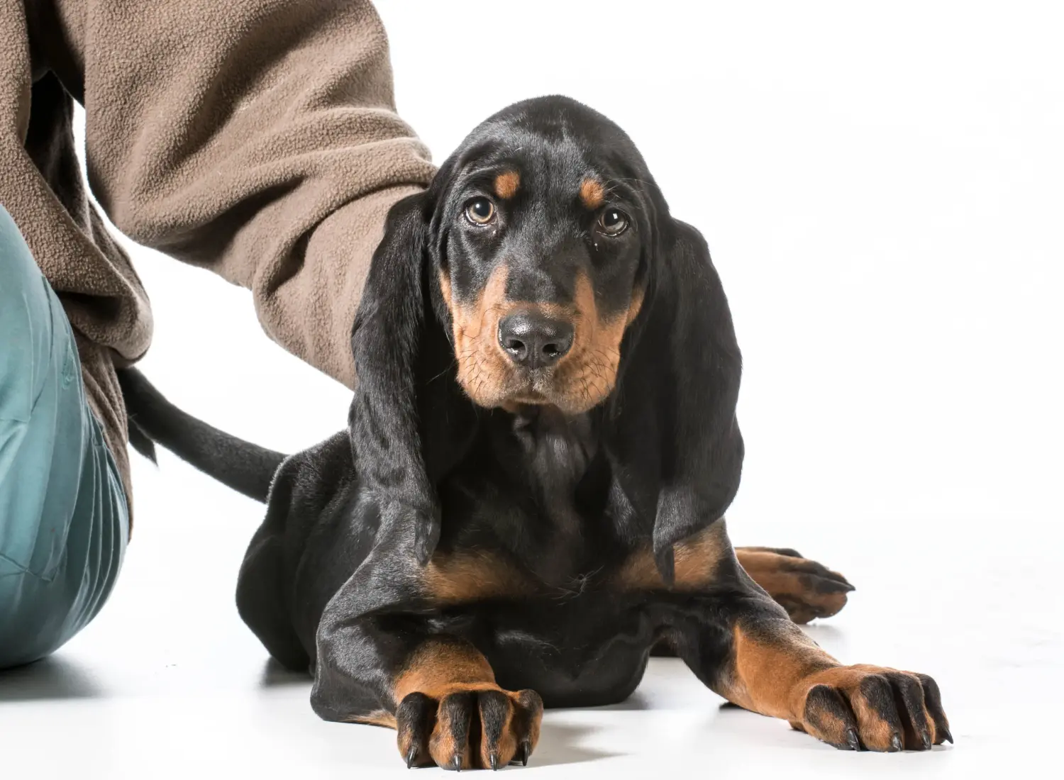 Einen Black and Tan Coonhound Welpen zu kaufen, bedeutet Verantwortung zu übernehmen! Black and Tan Coonhound Welpen kaufen.