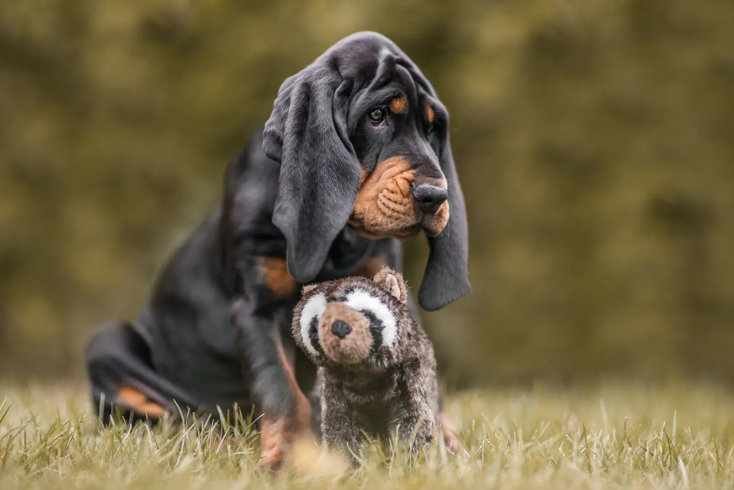 Einen Black and Tan Coonhound Welpen zu kaufen, bedeutet Verantwortung zu übernehmen! Black and Tan Coonhound Welpen kaufen.