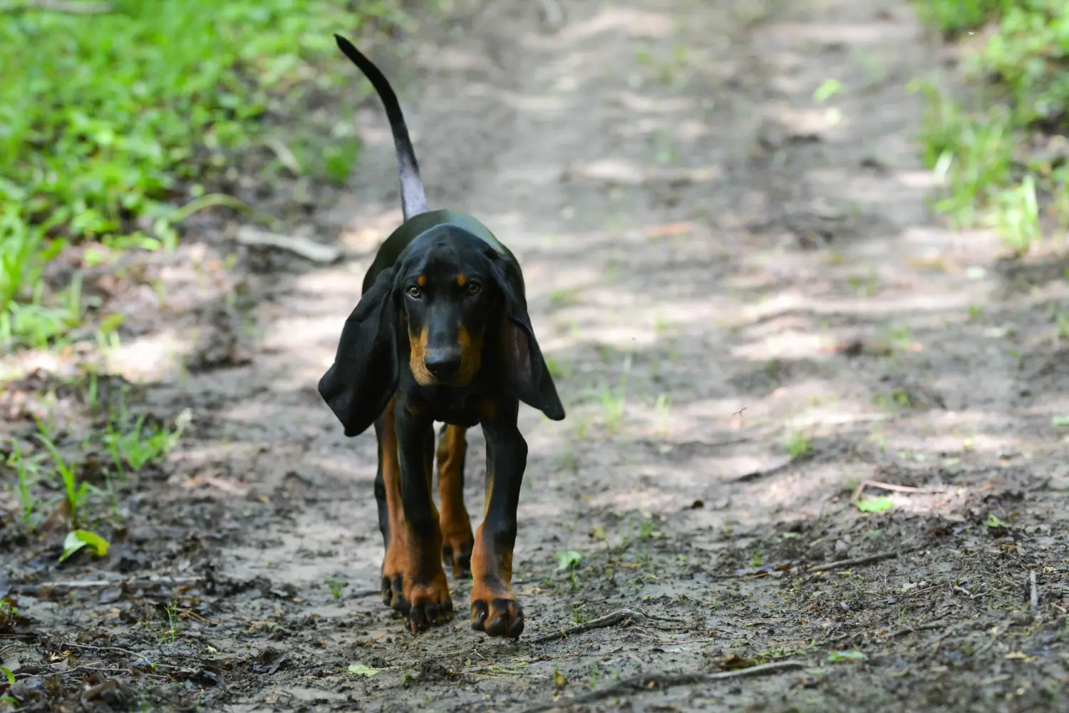 Einen Black and Tan Coonhound Welpen zu kaufen, bedeutet Verantwortung zu übernehmen! Black and Tan Coonhound Welpen kaufen.