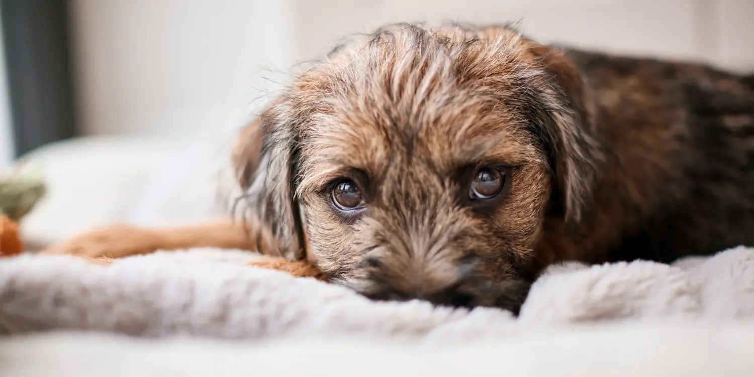 Einen Border Terrier Welpen zu kaufen, bedeutet Verantwortung zu übernehmen! Border Terrier Welpen kaufen.