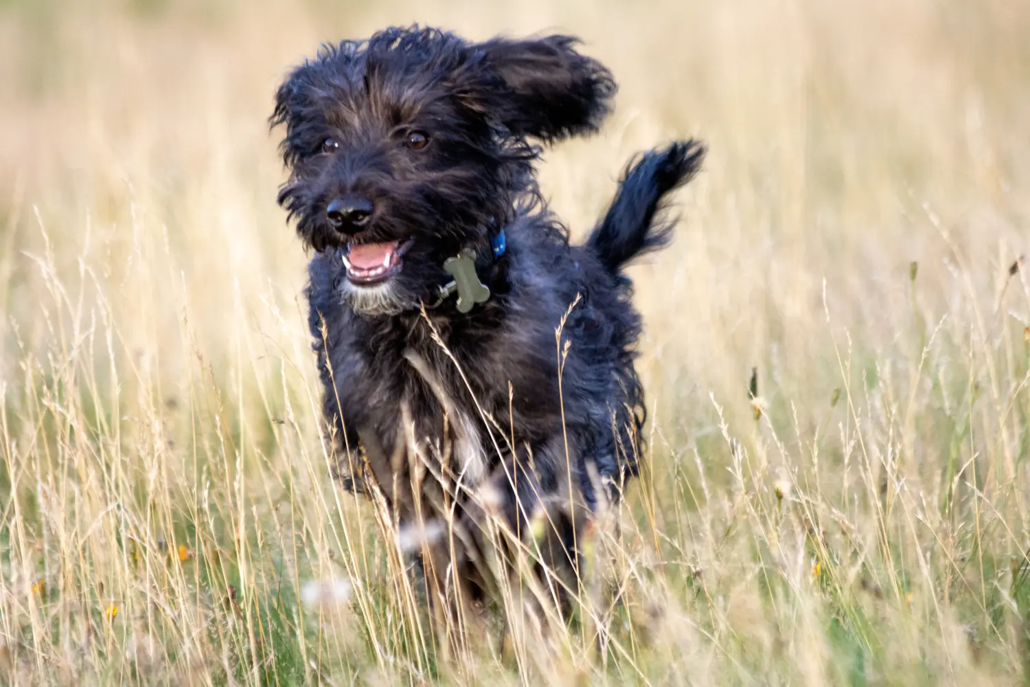 Einen Bordoodle Welpen zu kaufen, bedeutet Verantwortung zu übernehmen! Bordoodle Welpen kaufen.