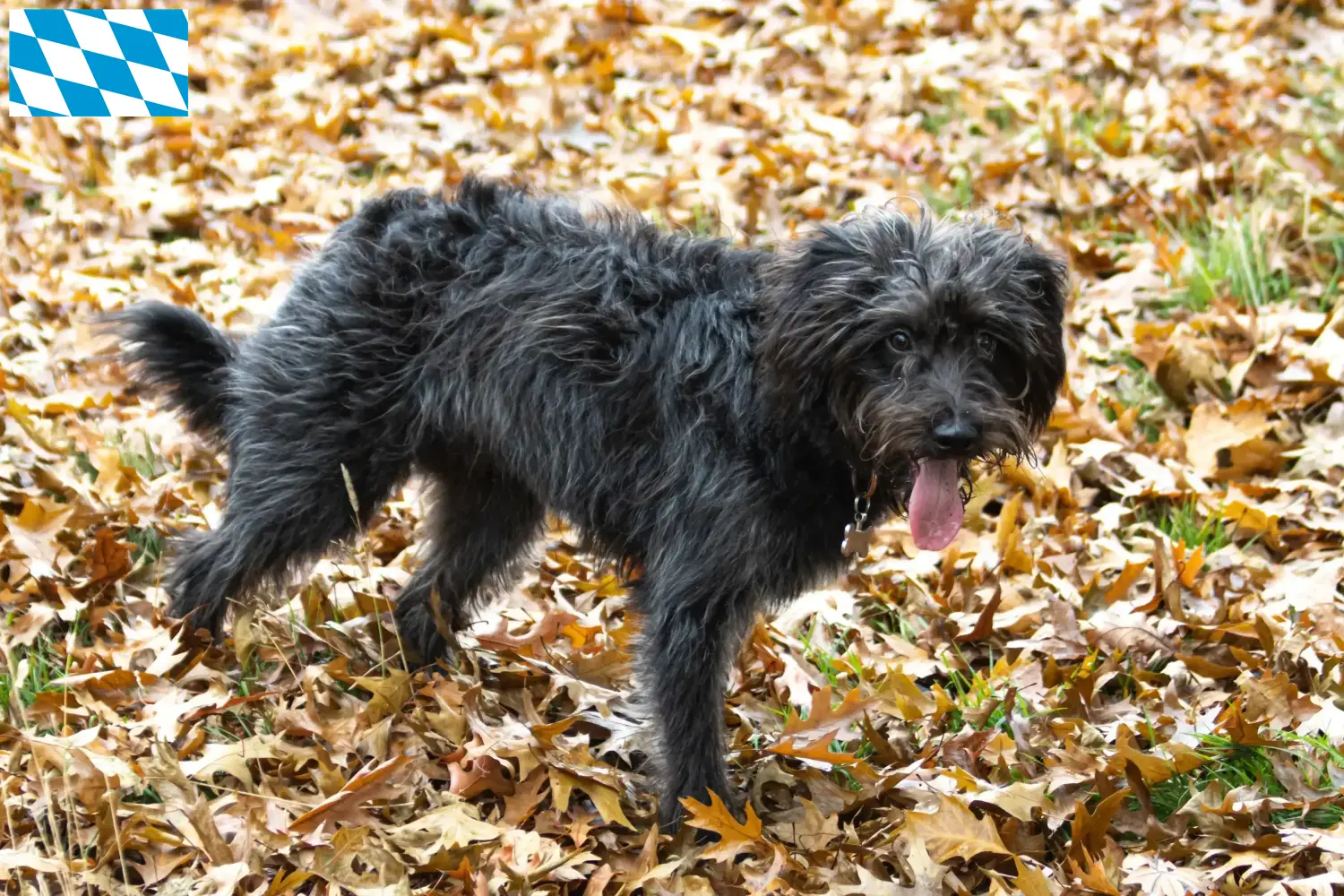 Bordoodle Welpen und Züchter Bayern Hier findest Du Bordoodles Züchter in Bayern.