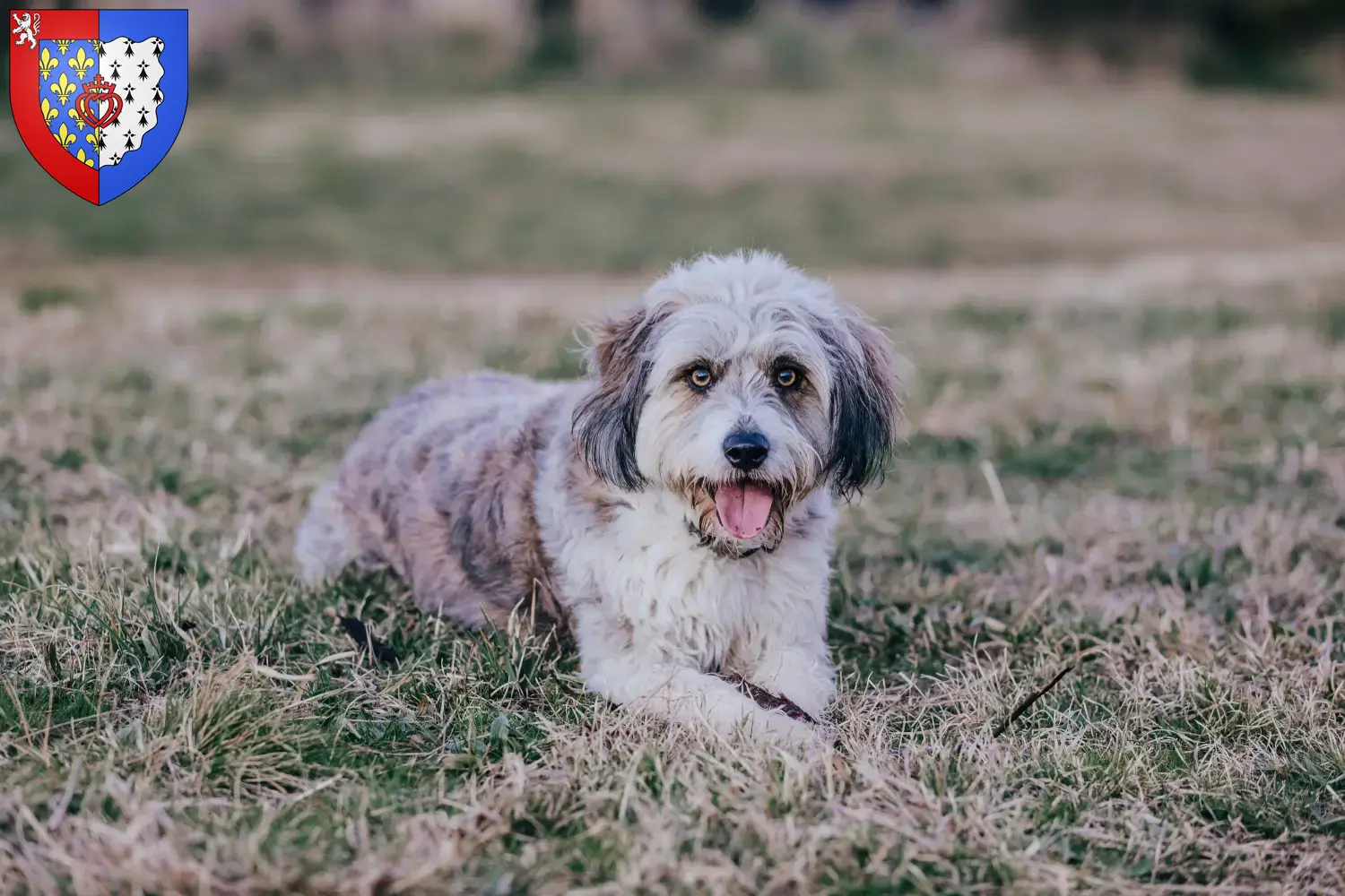 Bordoodle Welpen und Züchter Pays de la Loire Hier findest Du Bordoodles Züchter in Pays de la Loire.