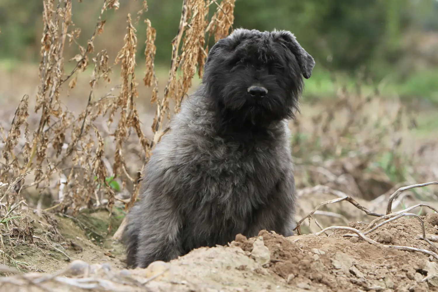 Einen Bouvier des Flandres Welpen zu kaufen, bedeutet Verantwortung zu übernehmen! Bouvier des Flandres Welpen kaufen.