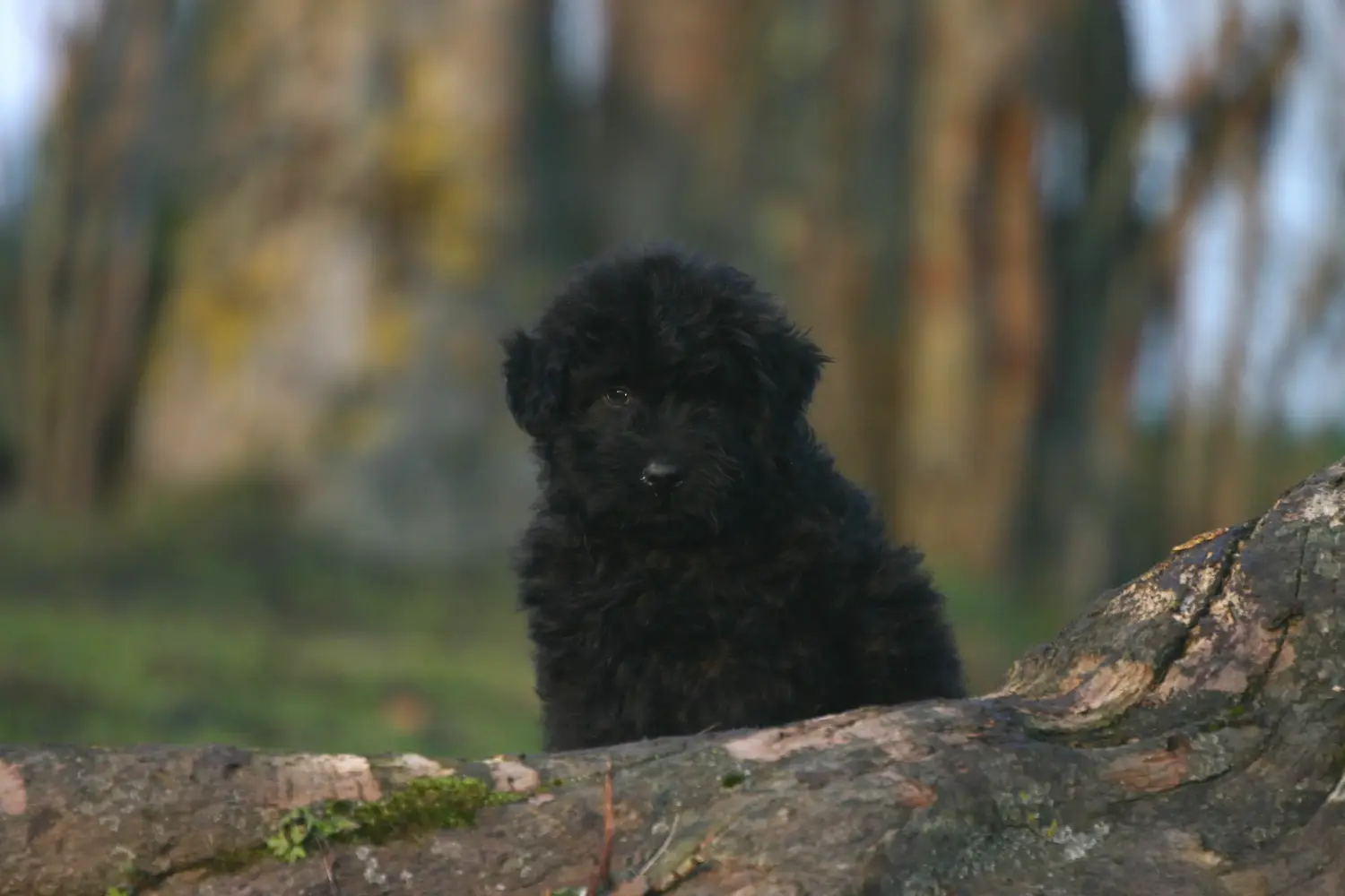 Einen Bouvier des Flandres Welpen zu kaufen, bedeutet Verantwortung zu übernehmen! Bouvier des Flandres Welpen kaufen.