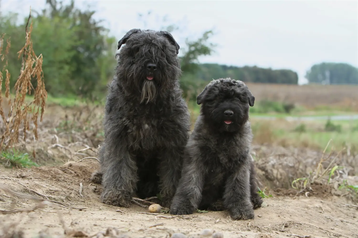 Einen Bouvier des Flandres Welpen zu kaufen, bedeutet Verantwortung zu übernehmen! Bouvier des Flandres Welpen kaufen.