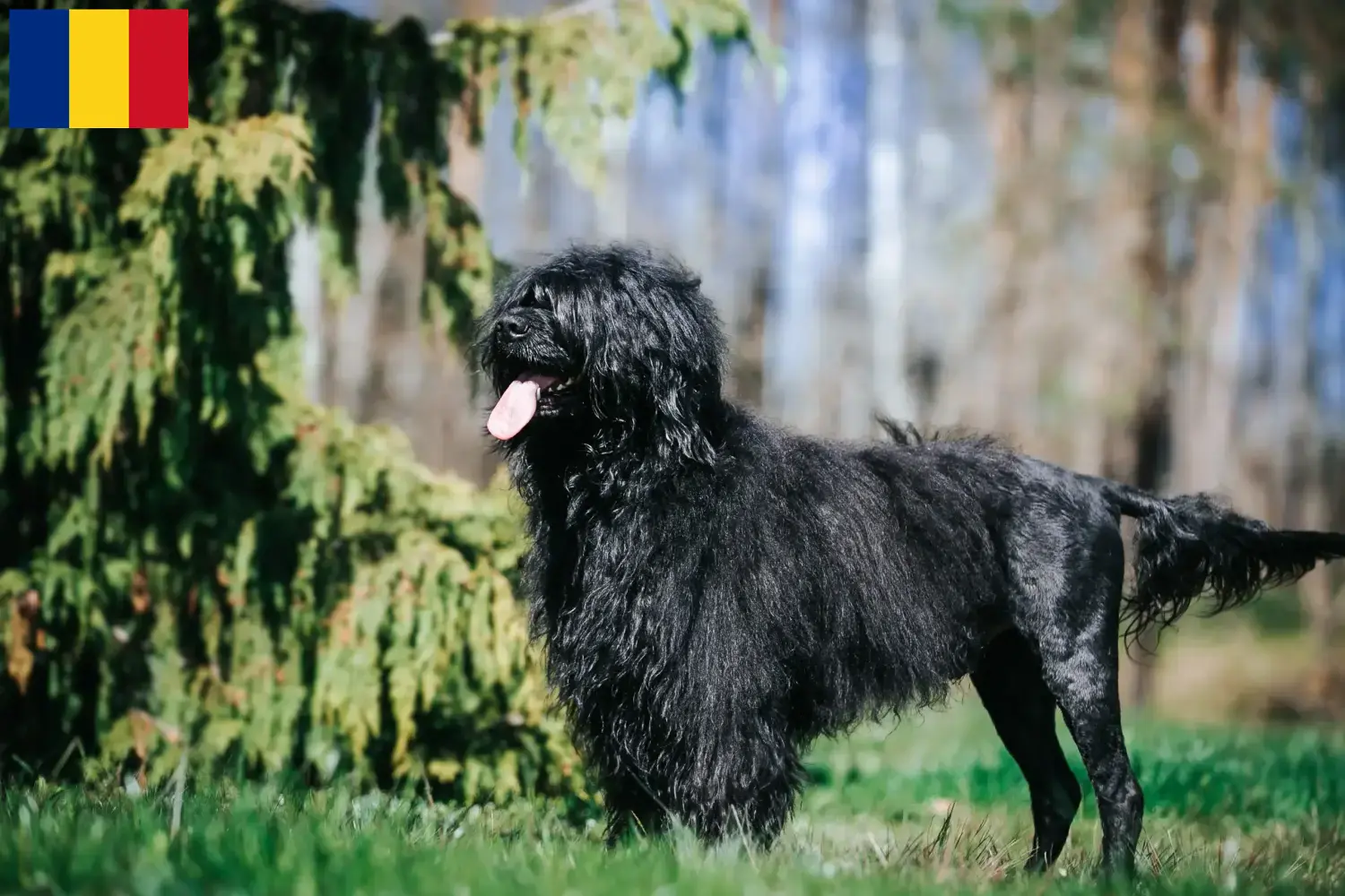 Cão de Agua português Welpen und Züchter Rumänien Hier findest Du Cão de Agua português Züchter in Rumänien.