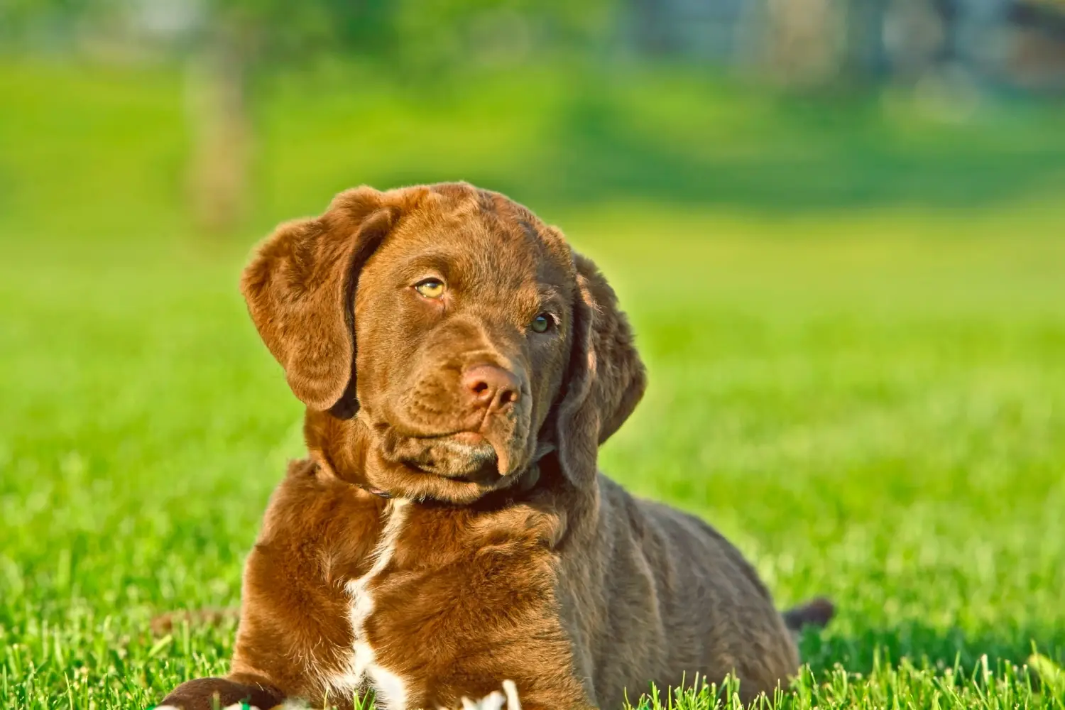 Einen Chesapeake Bay Retriever Welpen zu kaufen, bedeutet Verantwortung zu übernehmen! Chesapeake Bay Retriever Welpen kaufen.