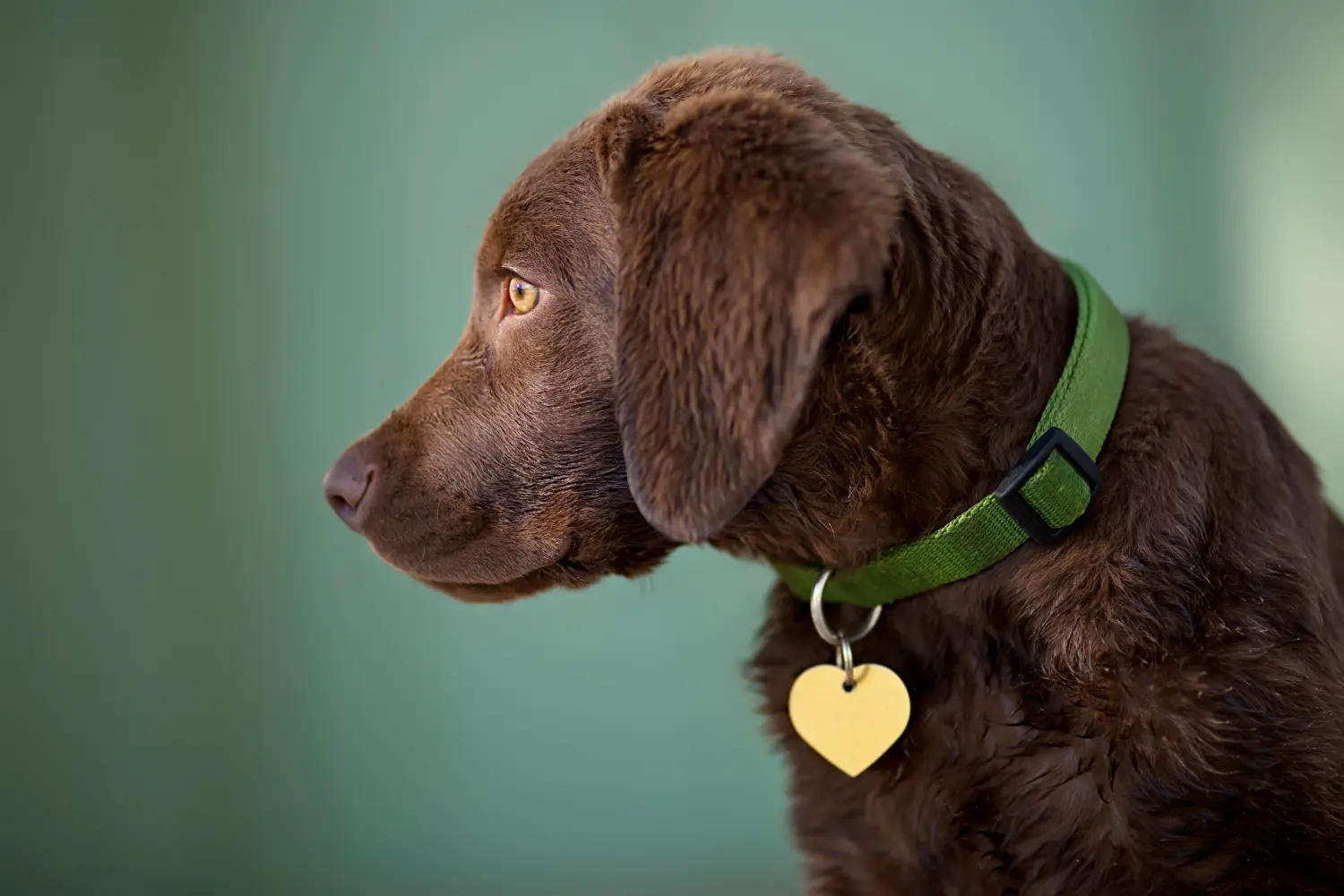 Einen Chesapeake Bay Retriever Welpen zu kaufen, bedeutet Verantwortung zu übernehmen! Chesapeake Bay Retriever Welpen kaufen.