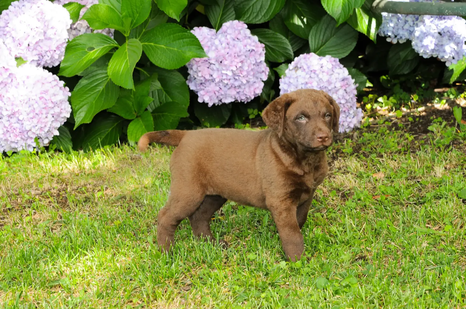 Einen Chesapeake Bay Retriever Welpen zu kaufen, bedeutet Verantwortung zu übernehmen! Chesapeake Bay Retriever Welpen kaufen.