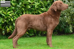 Mehr über den Artikel erfahren Chesapeake Bay Retriever Züchter und Welpen in der Bretagne