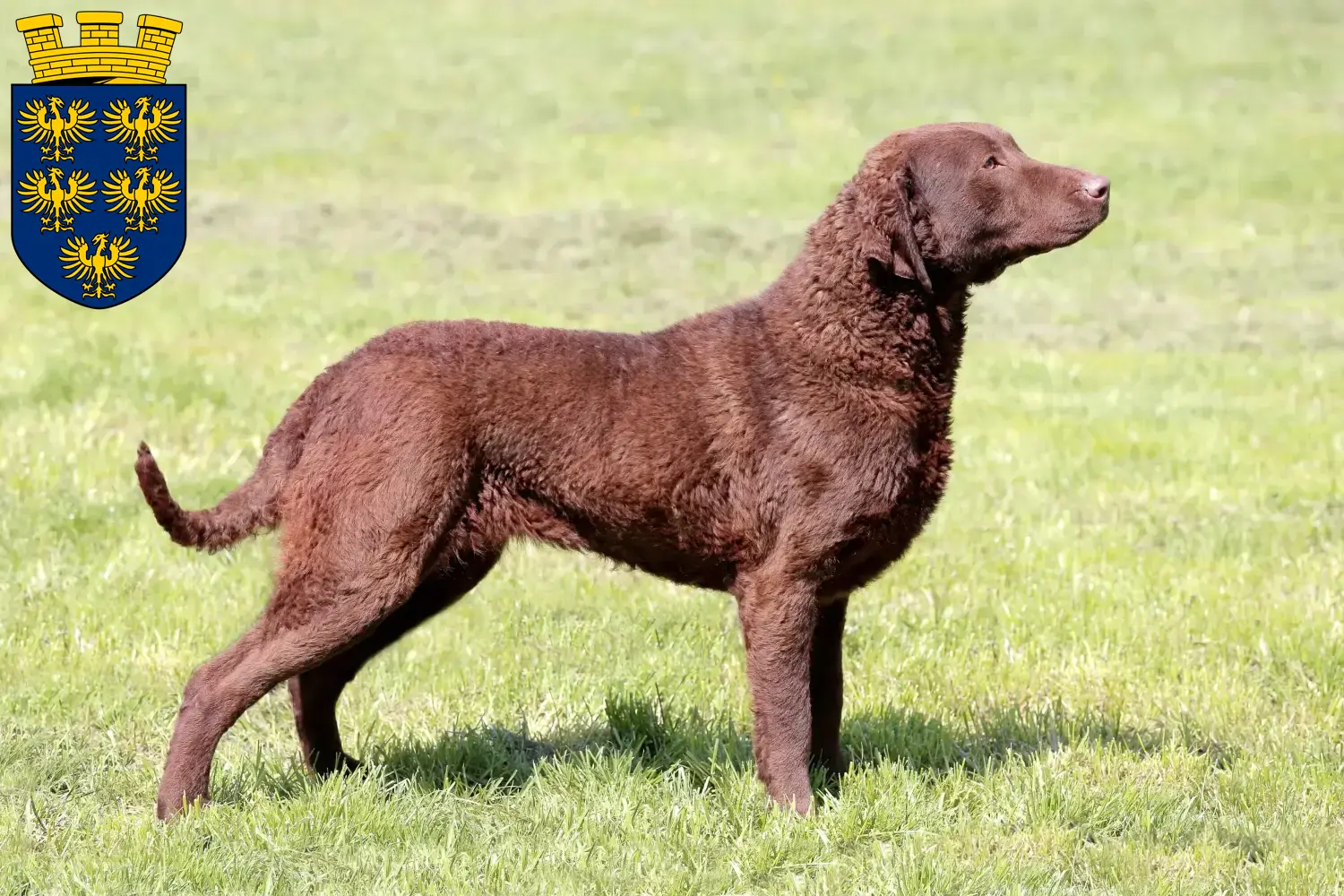 Chesapeake Bay Retriever Welpen und Züchter Niederösterreich Hier findest Du Chesapeake Bay Retriever Züchter in Niederösterreich.