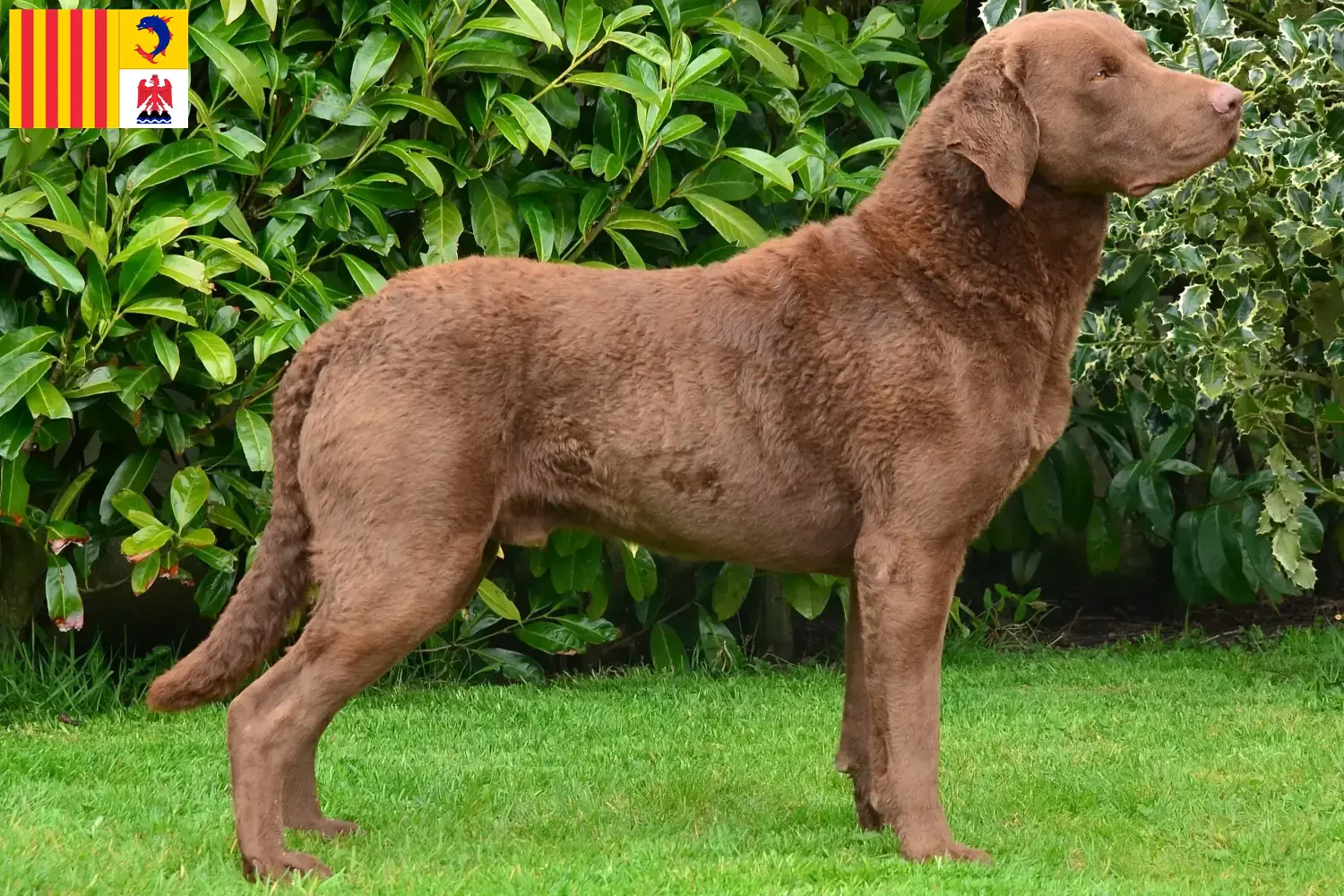 Chesapeake Bay Retriever Welpen und Züchter Provence-Alpes-Côte d’Azur Hier findest Du Chesapeake Bay Retriever Züchter in der Provence-Alpes-Côte d’Azur.