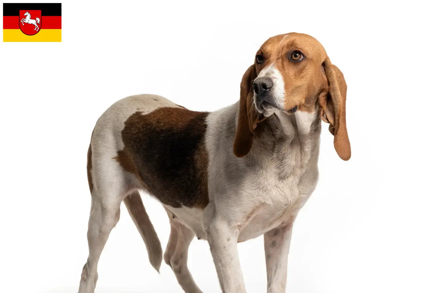 Chien d'Artois Welpen und Züchter Niedersachsen Hier findest Du Chien d'Artois Züchter in Niedersachsen.